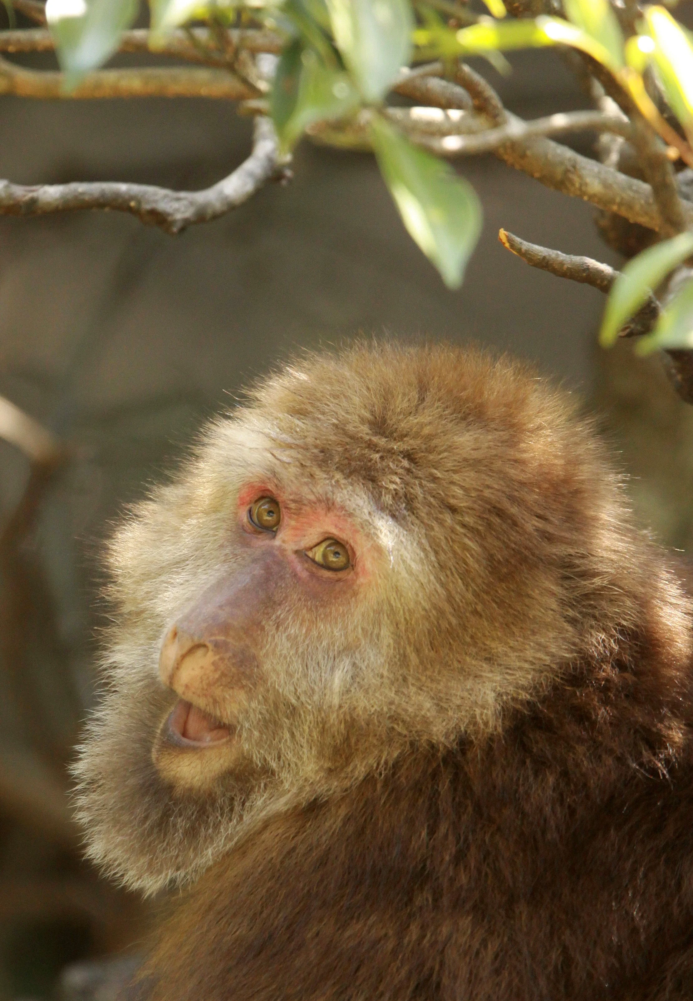 CERCOPITHECIDAE - Macaca thibetana huangshanensis - HUANGSHAN TIBETAN MACAQUE - MONKEY VALLEY - FUXI VILLAGE NEAR HUANGSHAN CHINA (186).JPG