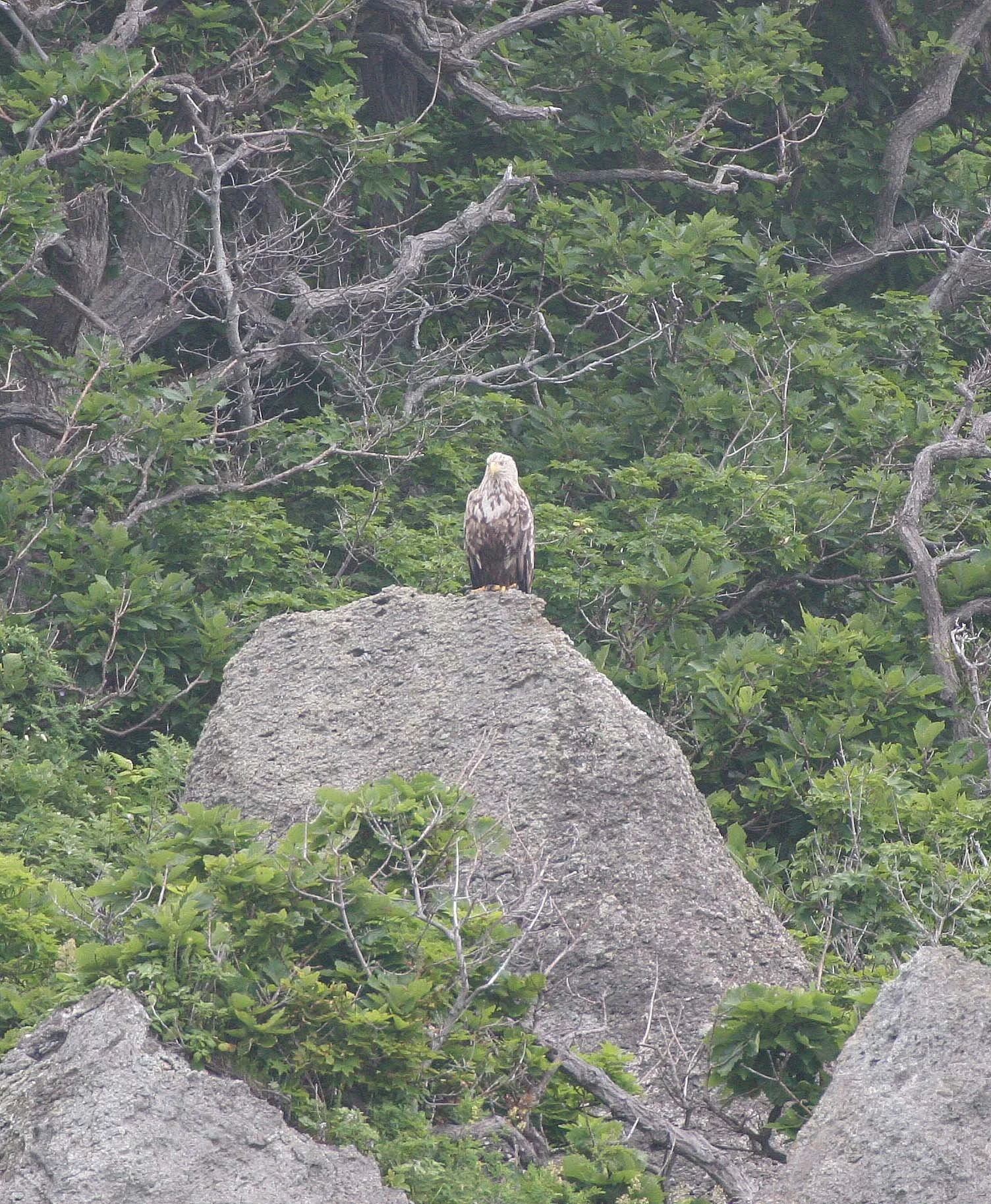 Haliaeetus albicilla - WHITE-TAILED SEA EAGLE - KURIL ISLANDS RUSSIA (27).jpg