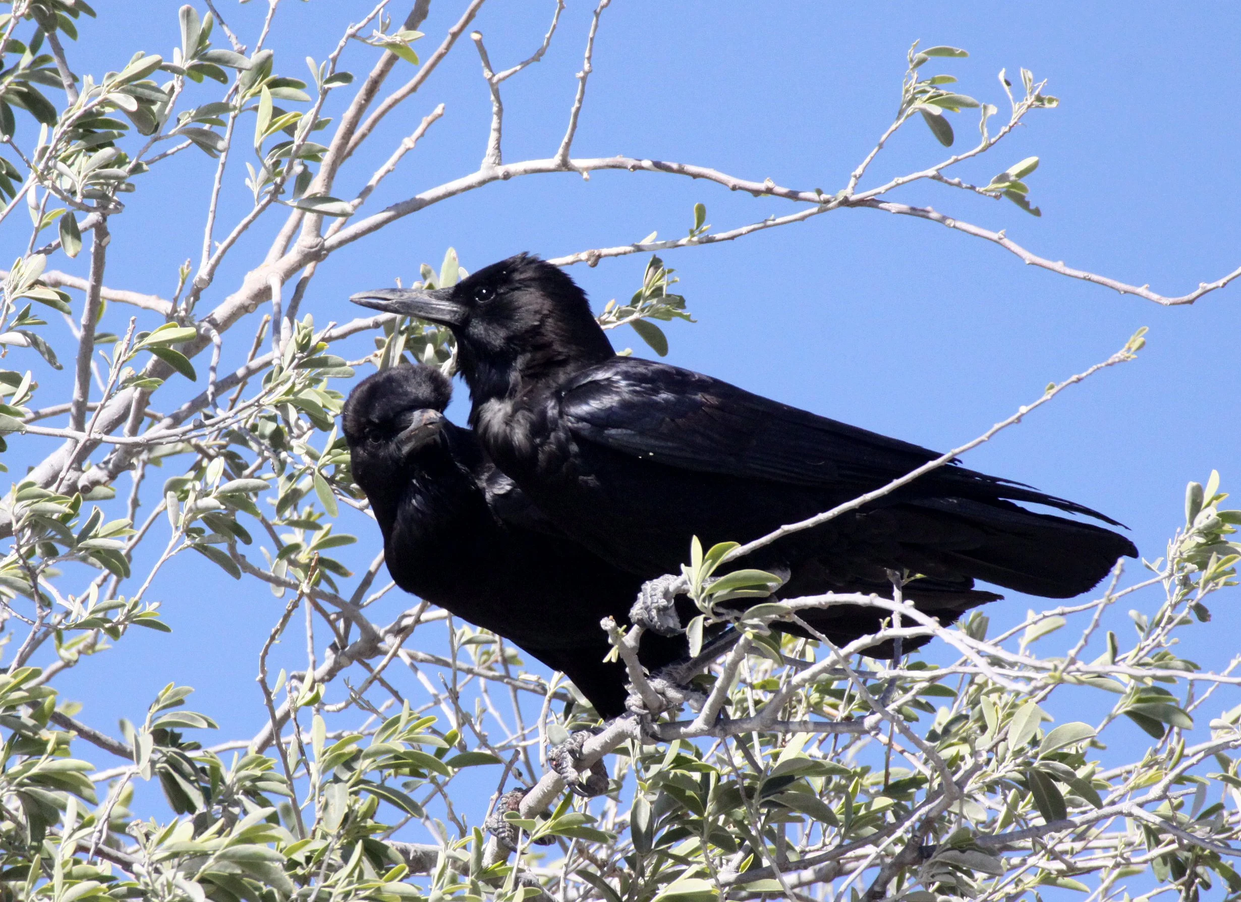 BIRD - CROW - CAPE OR BLACK CROW - CORVUS CAPENSIS - ETOSHA NATIONAL PARK NAMIBIA (5).JPG