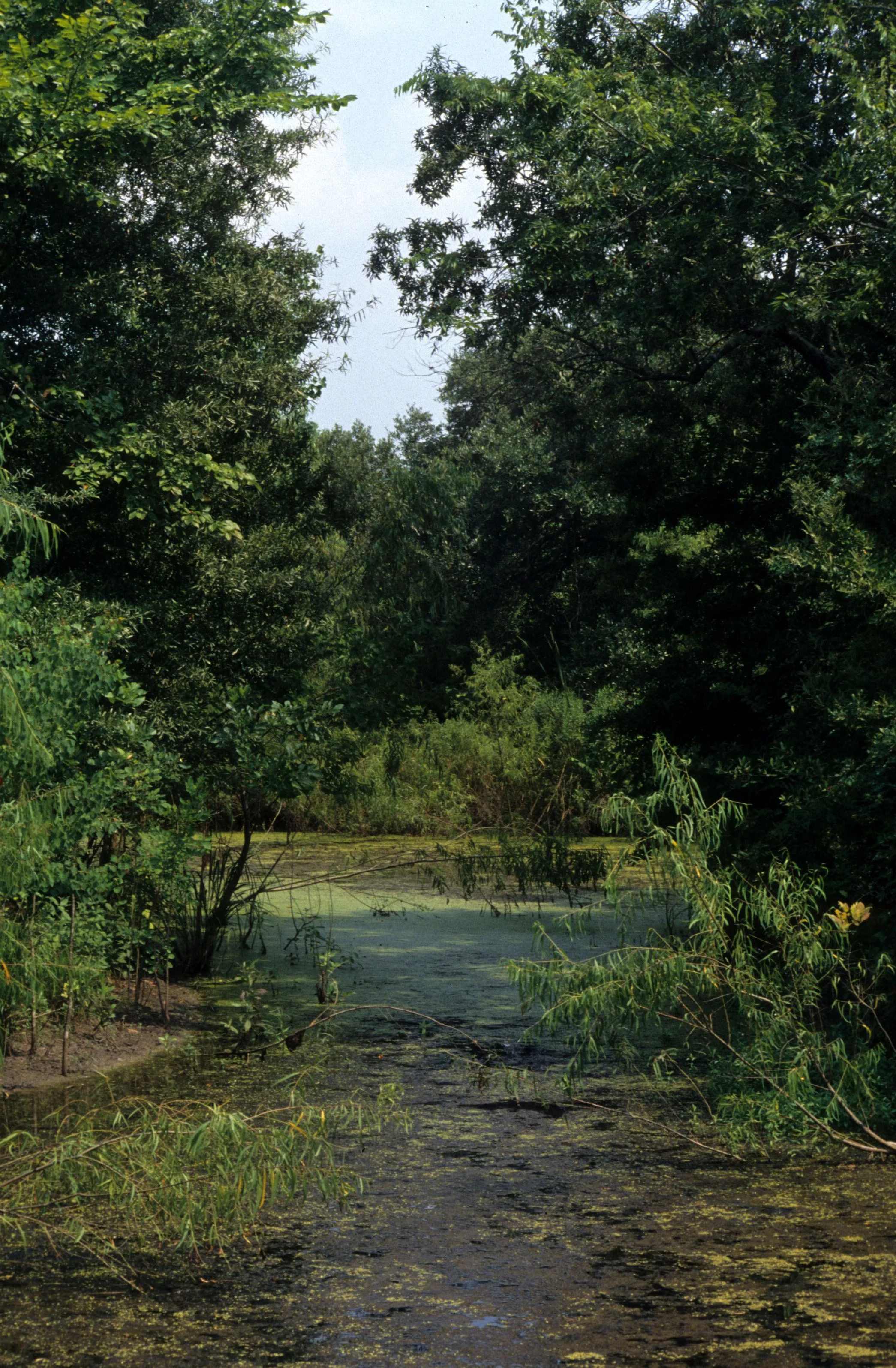 TEXAS - BAJOU - CLEARWATER BAY C.jpg