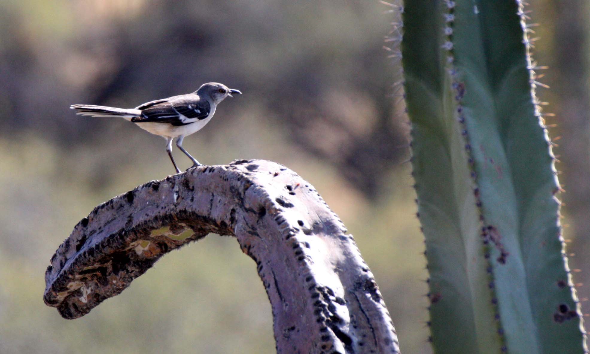 Northern Mockingbird (Mimus polyglottos) Catavina Desert Baja Mexico (14).JPG