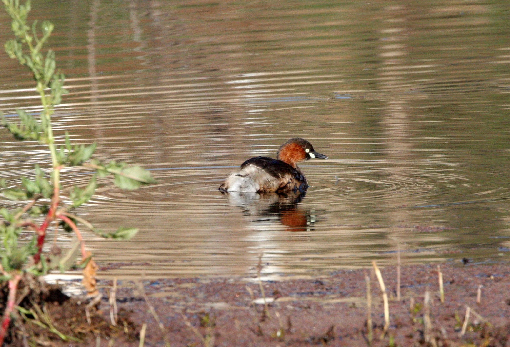 Little Grebe (Tachybaptus ruficollis) Wetlands near Erhai Lake Dali Yunnan China (5).JPG