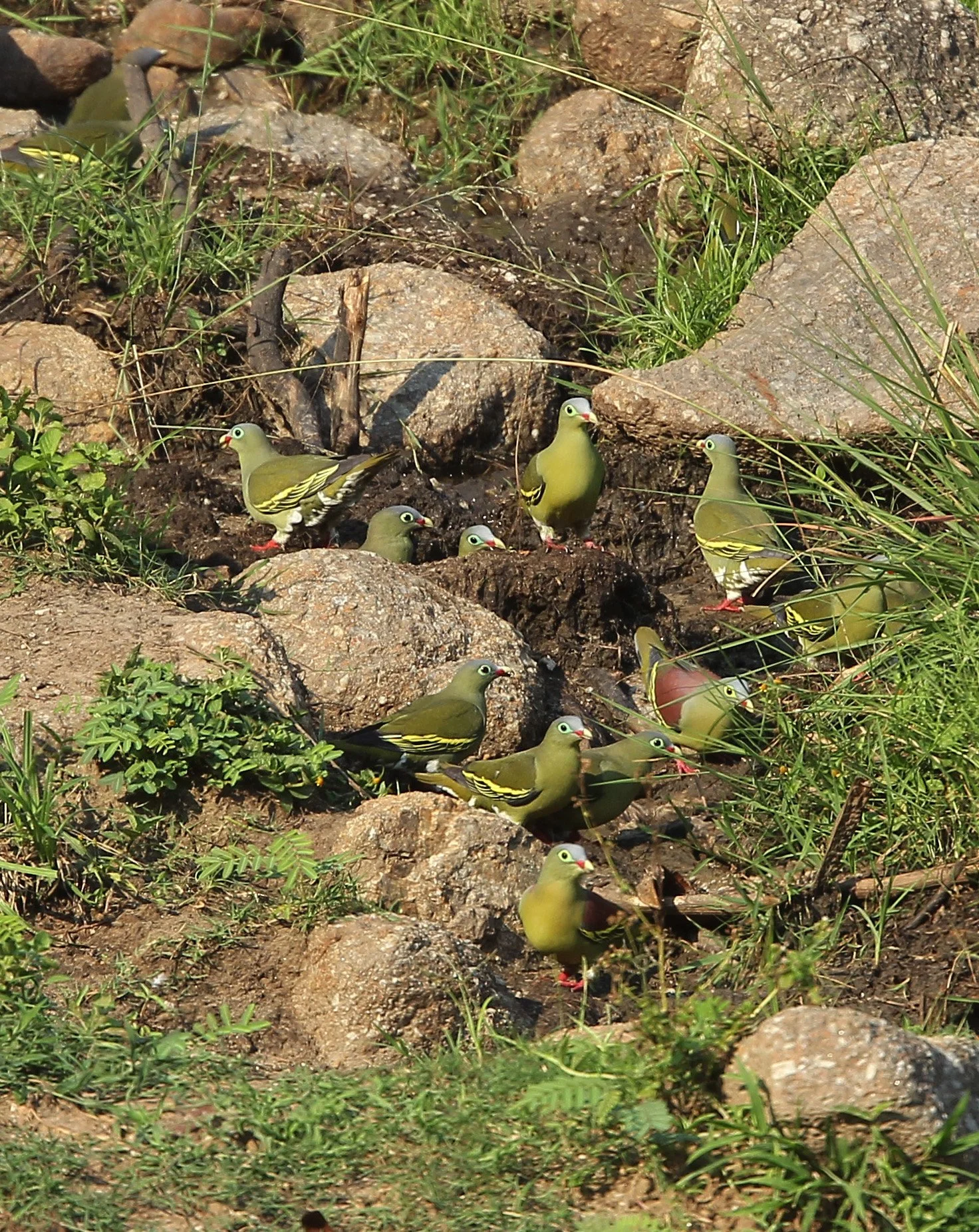 Thick-billed Green Pigeon (Treron curvirostra) Khao Ban Dai Huai Kha Khaeng NWR Thailand (10).JPG