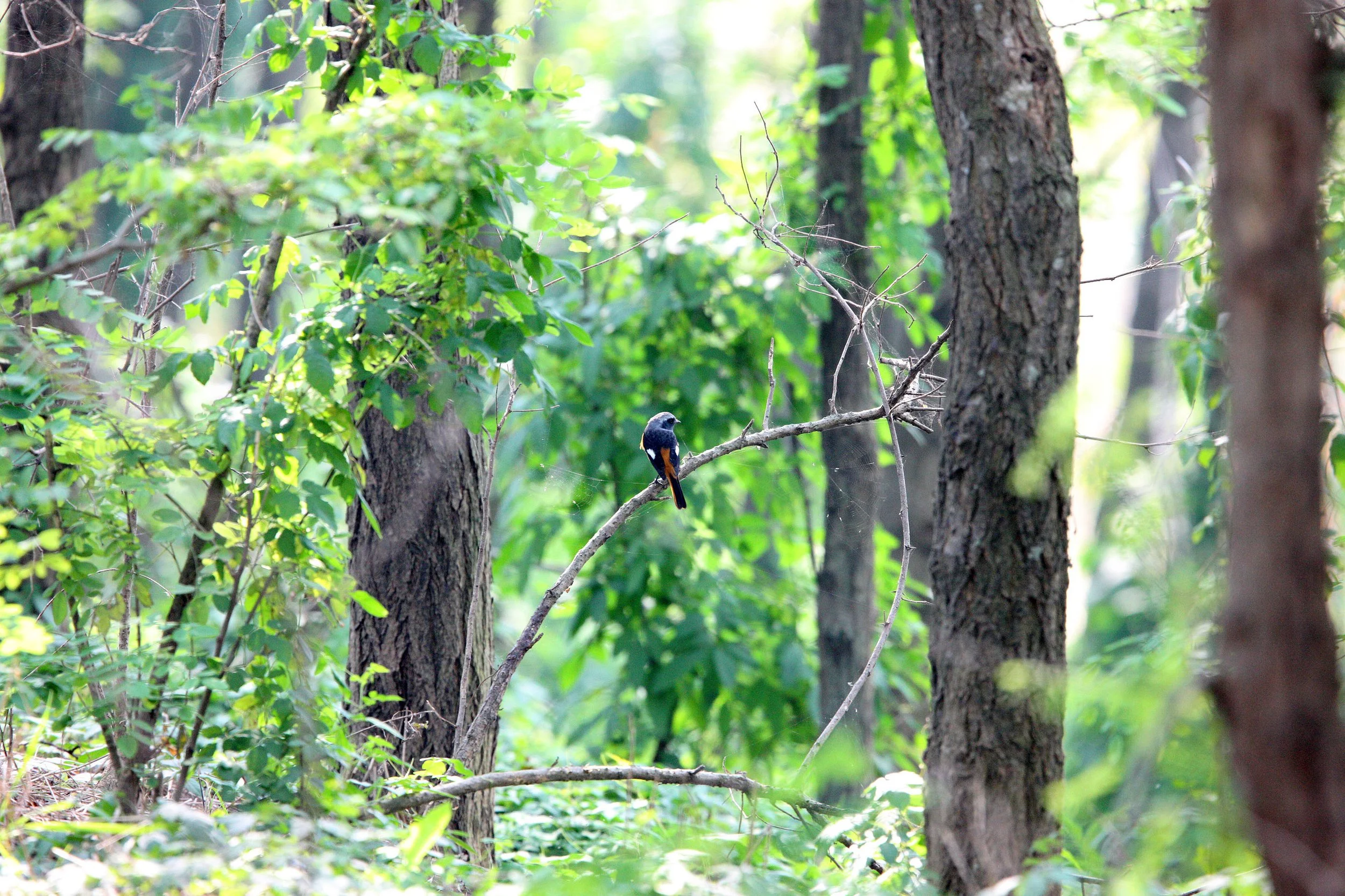 BIRD - REDSTART - DAURIAN REDSTART -  NANKOU, RUDONG, CHINA (5).JPG