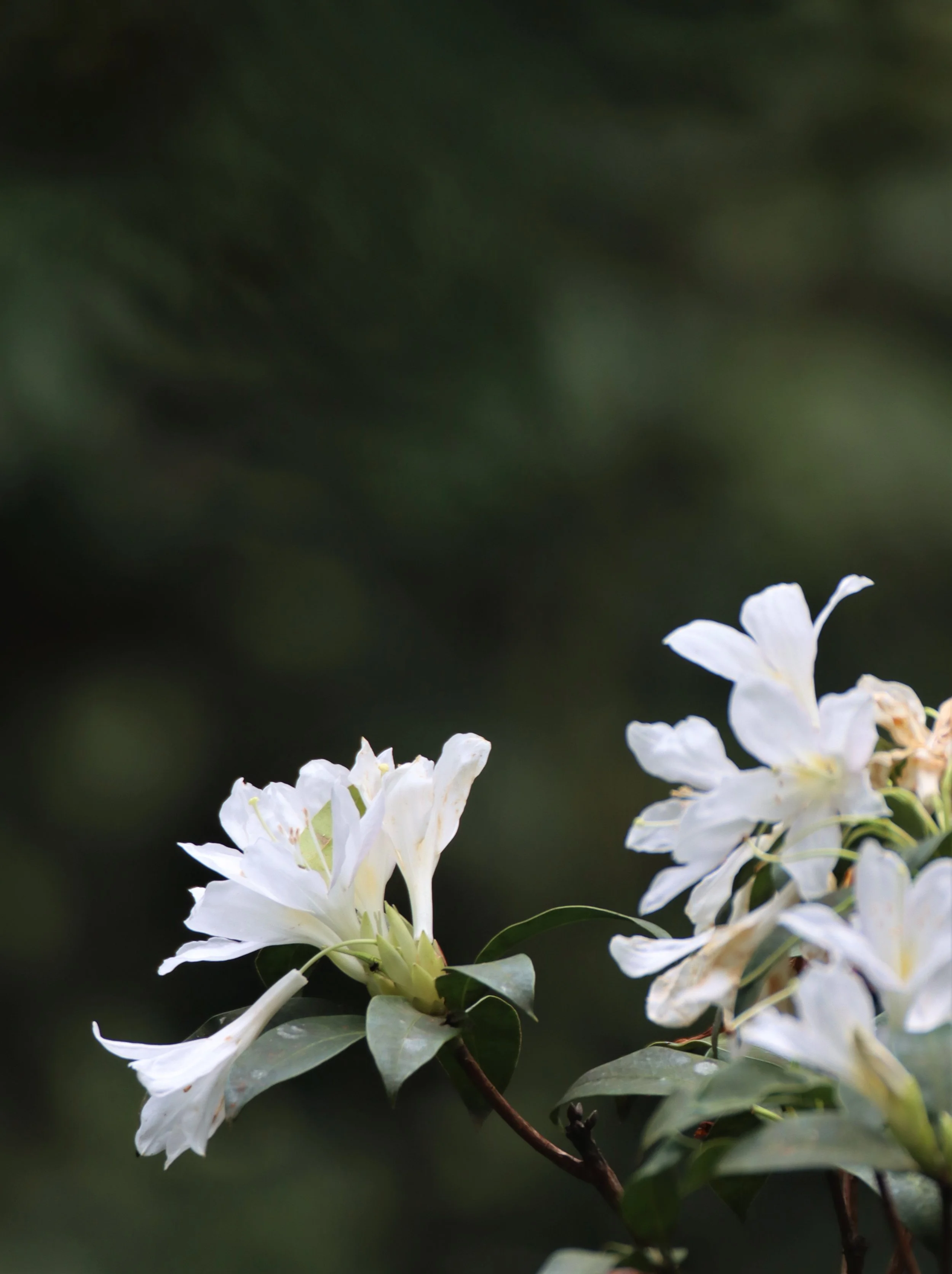 Rhododendron ludwigianum is a common species in the Montane Forests at Pha Diew Dai