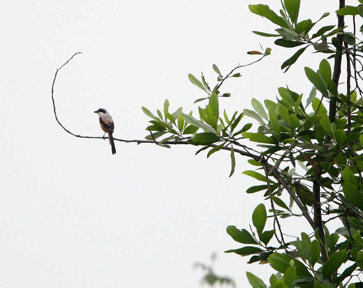 Long-tailed Shrike (Lanius schach) Bach Ma NP Viet Nam (1).JPG