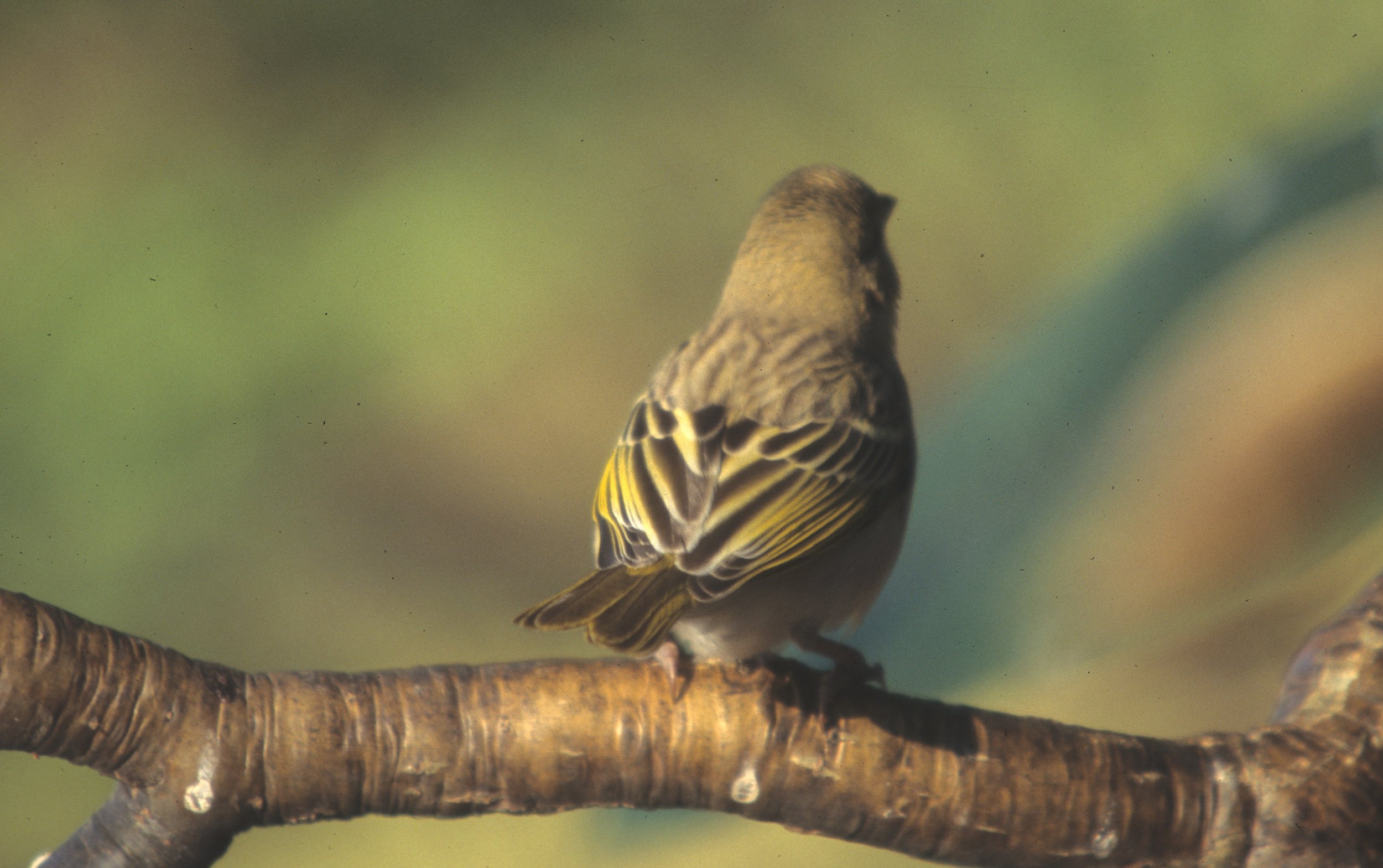 BIRDS - WARBLER - AFRICAN YELLOW - UGANDA A.jpg