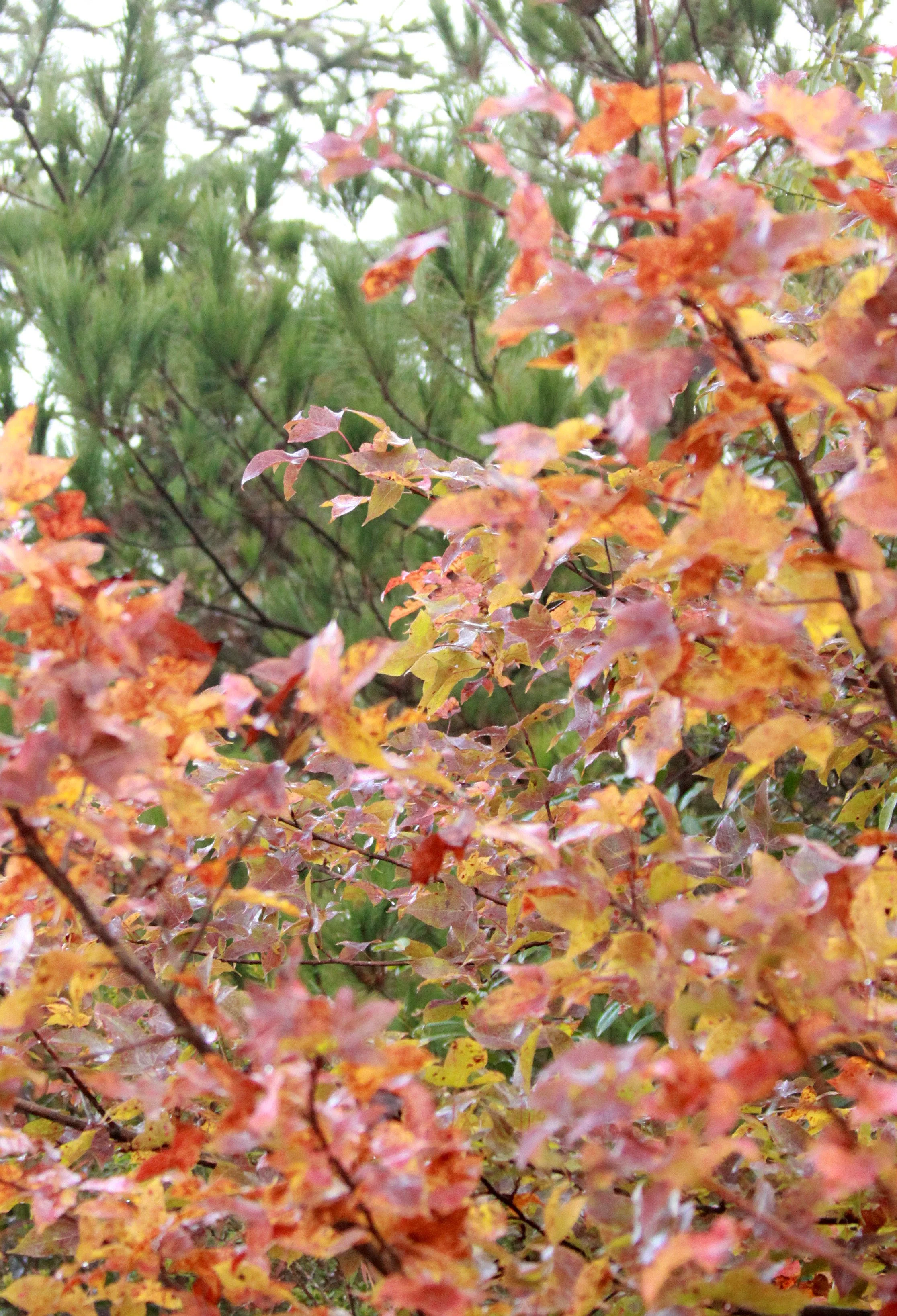 MEIHUASHAN - FUJIAN CHINA - LIQUIDAMBER TREE (1).JPG
