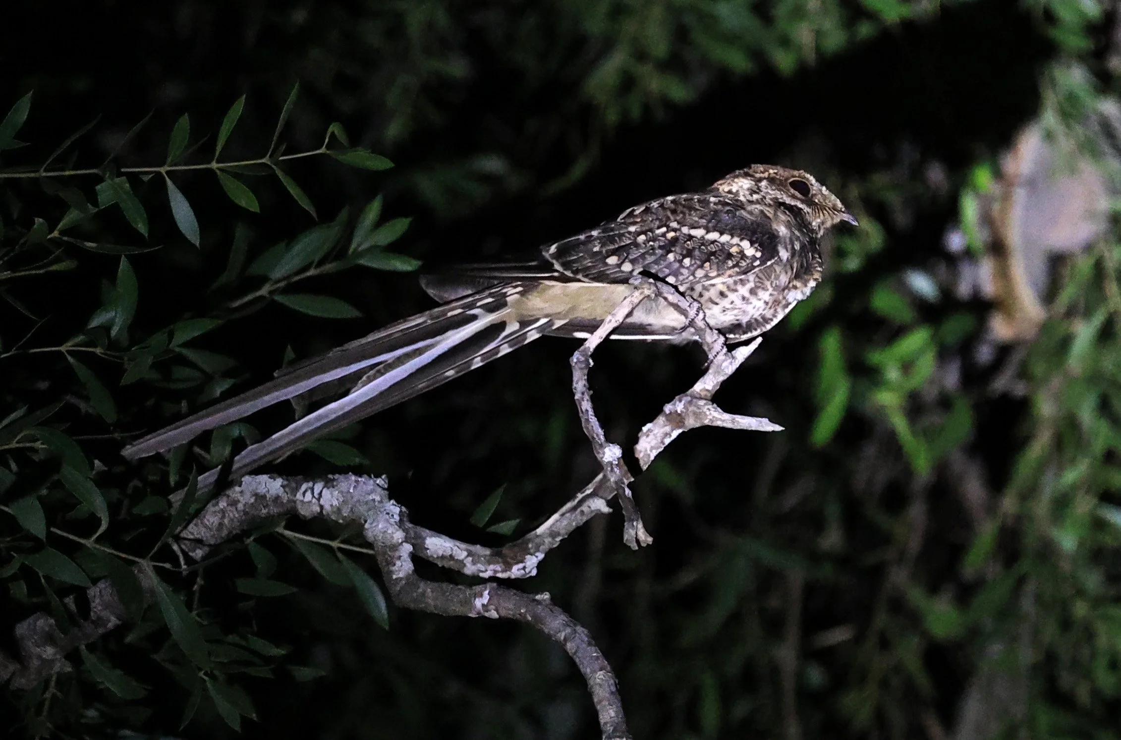 Scissor-tailed Nightjar (Hydropsalis torquata) Agua Dulce Paraguay (7).jpg