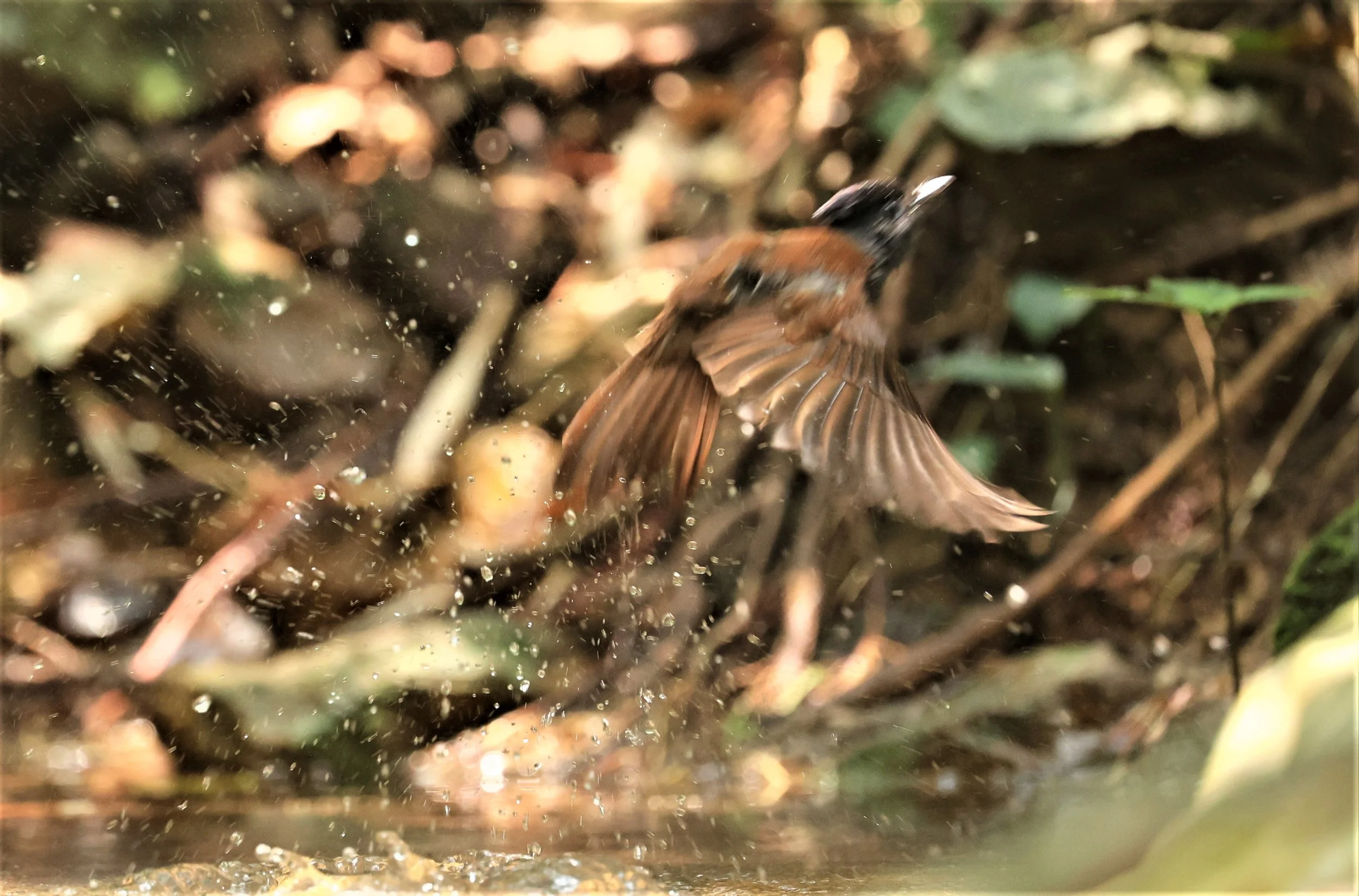 PARADISE-FLYCATCHER - JAPANESE PARADISE-FLYCATCHER - Terpsiphone atrocaudata - KRUNG CHING, KHAO LUANG NP NST, APRIL 2022 (20).jpg