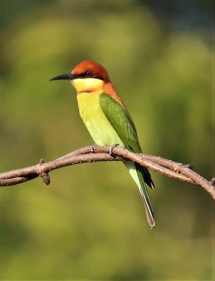 BEE-EATER - CHESTNUT-HEADED BEE-EATER - Merops leschenaulti - KHAO YAI NATIONAL PARK (13).jpg