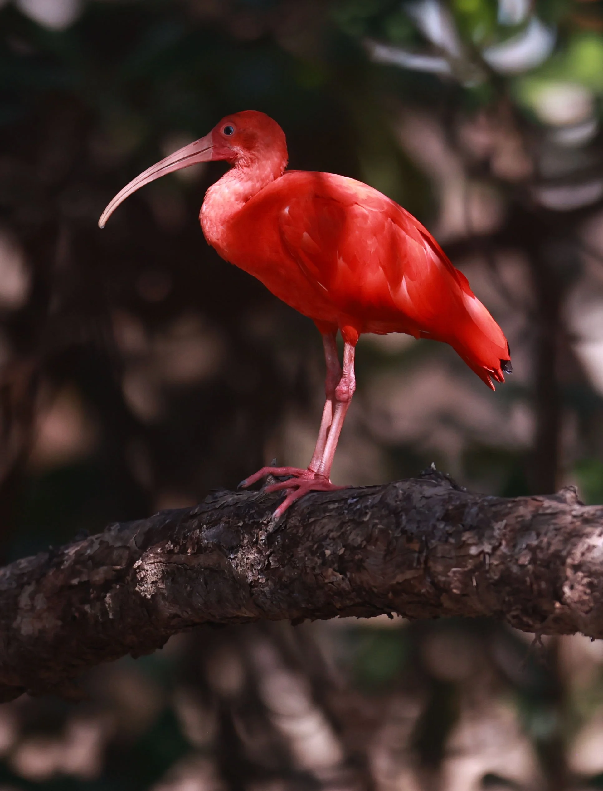 Ibis - Scarlet Ibis - Eudocimus ruber - 29 Songkaow Cafe, Chachoengsao Thailand (167).jpg