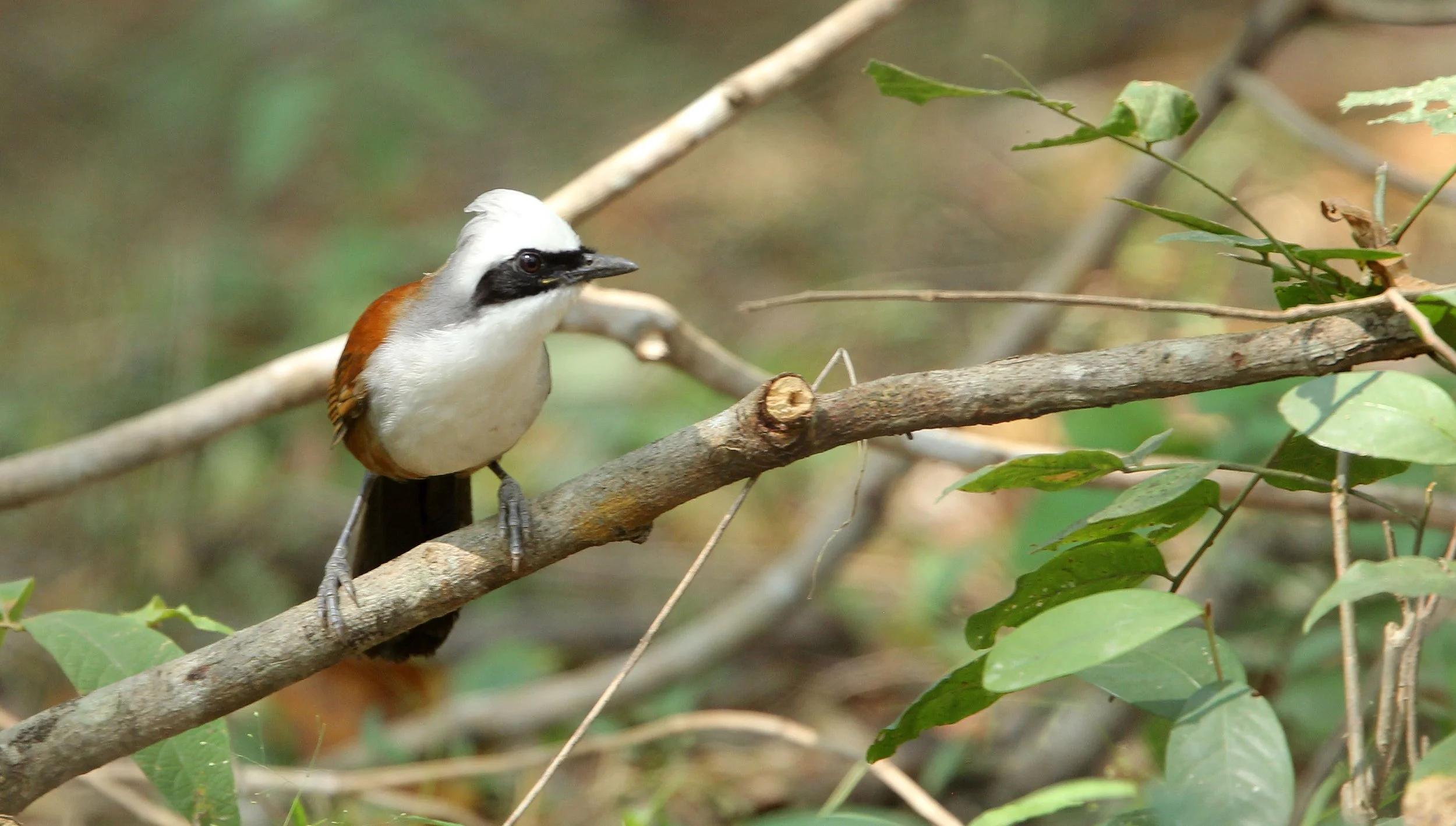 LAUGHINGTHRUSH - WHITE-CRESTED LAUGHINGTHRUSH - Garrulax leucolophus HUAI KHA KHAENG NATURE RESERVE HEADQUARTERS CAMPGROUND (3).JPG