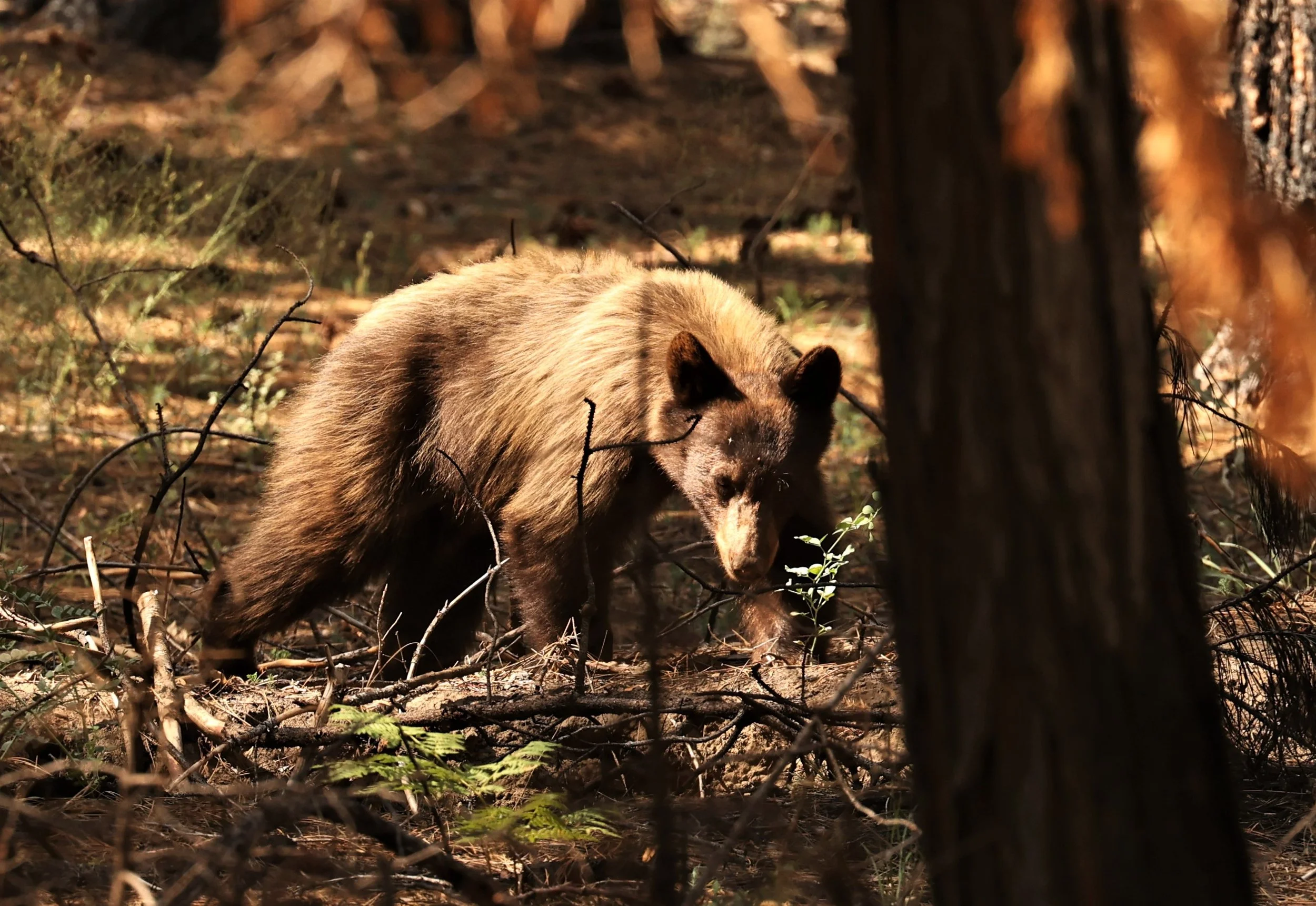 Ursus americanus cinnamomum - CINNAMON (BLACK) BEAR - YOSEMITE NATIONAL PARK CALIFORNIA AUGUST 2022 (13).jpg
