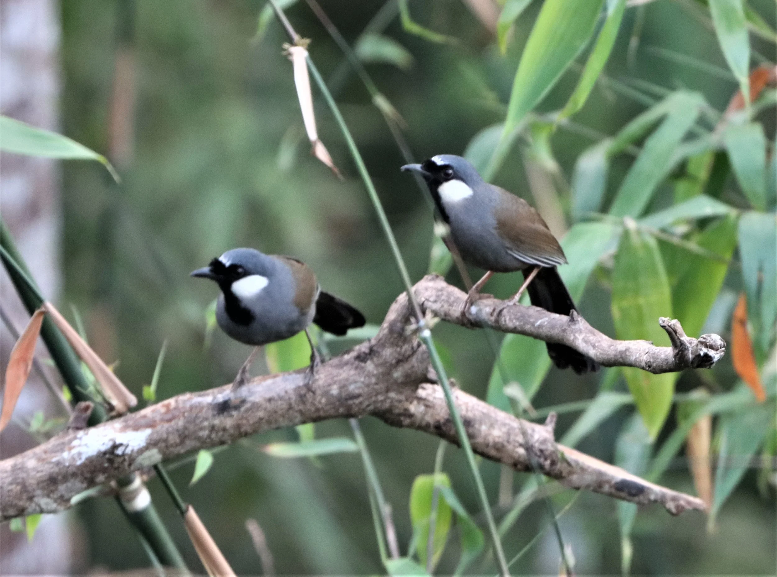 LAUGHINGTHRUSH - BLACK-THROATED LAUGHINGTHRUSH - Garrulax chinensis - KHAO DIEU DAI, KHAO YAI NP (9).jpg