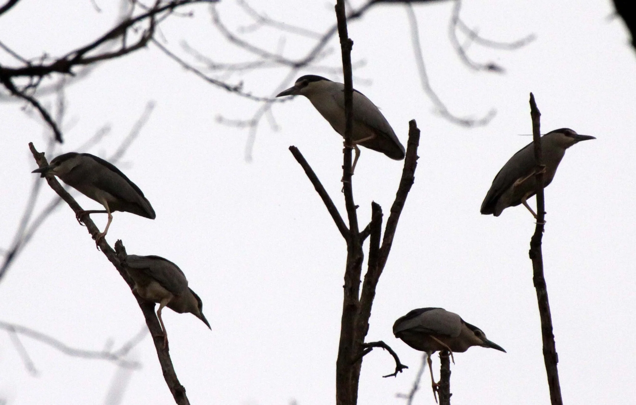 HERON - BLACK-CROWNED NIGHT HERON - Nycticorax nycticorax - YANG COUNTY CHINA (13).JPG