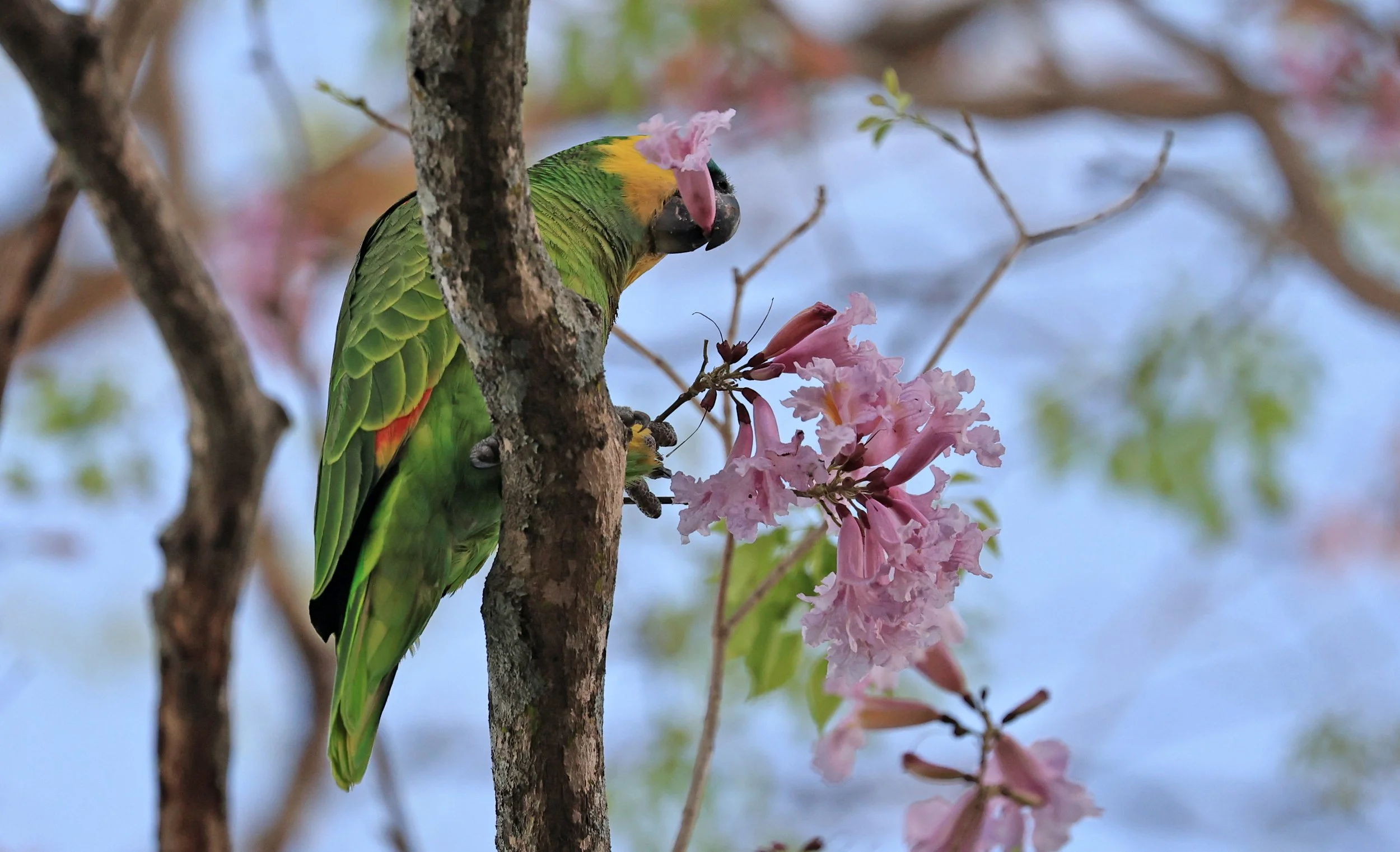 Blue-fronted Amazon (Amazona aestiva) Estancia Campo'í Paraguay (4).jpg