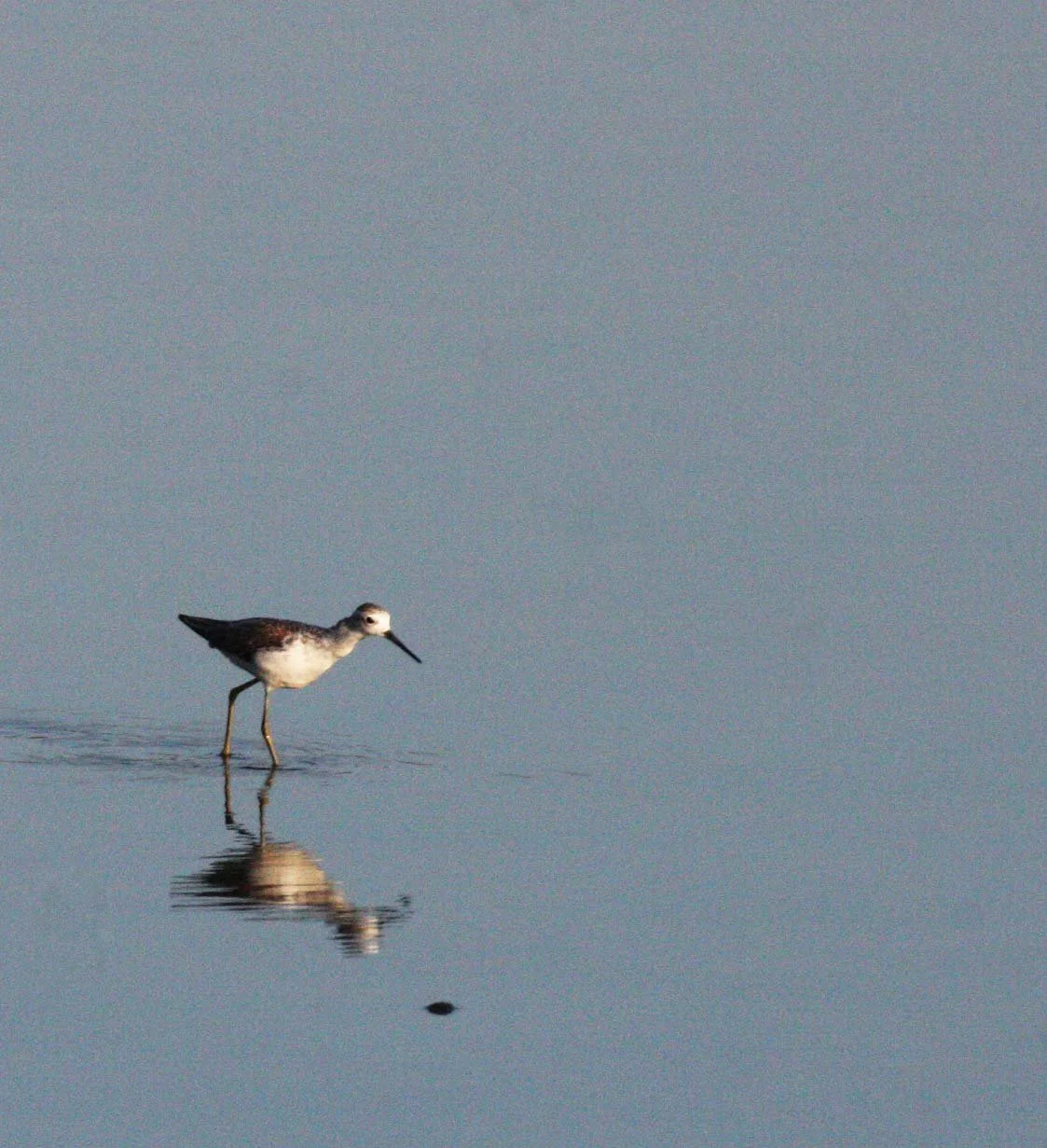 BIRD - SANDPIPER - MARSH SANDPIPER - TRINGA STAGNALIS - KHAO SAM ROI YOT THAILAND (3).JPG