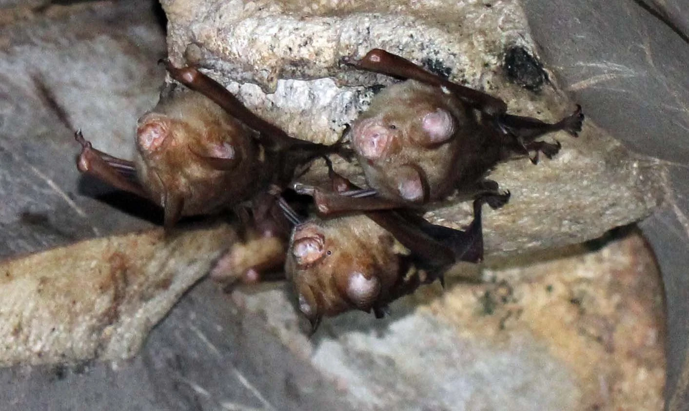 Hipposideros diadema - DIADEM ROUNDLEAF BAT - NAMTHALU - KHAO SOK NATIONAL PARK - SURATTHANI (7).JPG