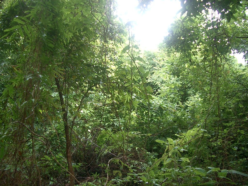 KOH LANTA - PROPERTY - 2004 (6).JPG