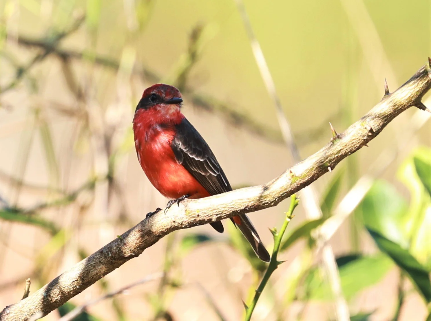 Flycatcher - Vermilion Flycatcher - Pyrocephalus obscurus - Fazenda Garibaldi, Sao Paulo State (11).jpg