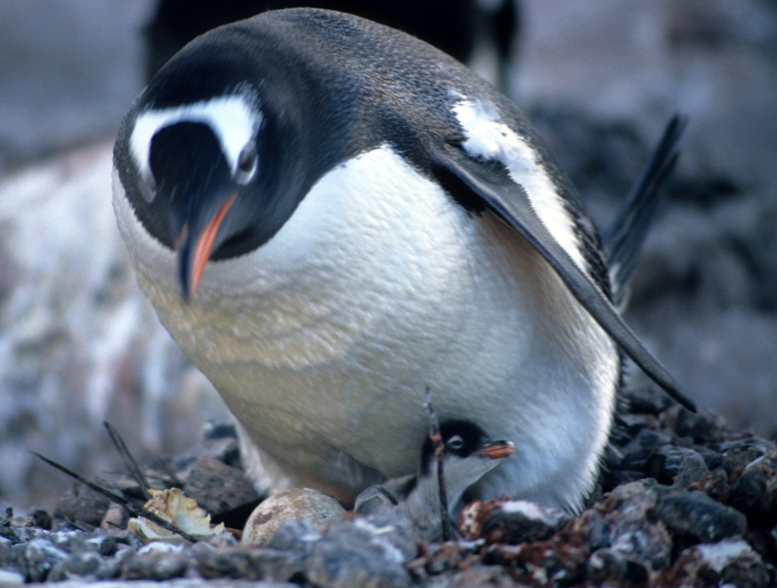 Gentoo Penguin (Pygoscelis papua) Antarctic Peninsula New Chick (2).jpg