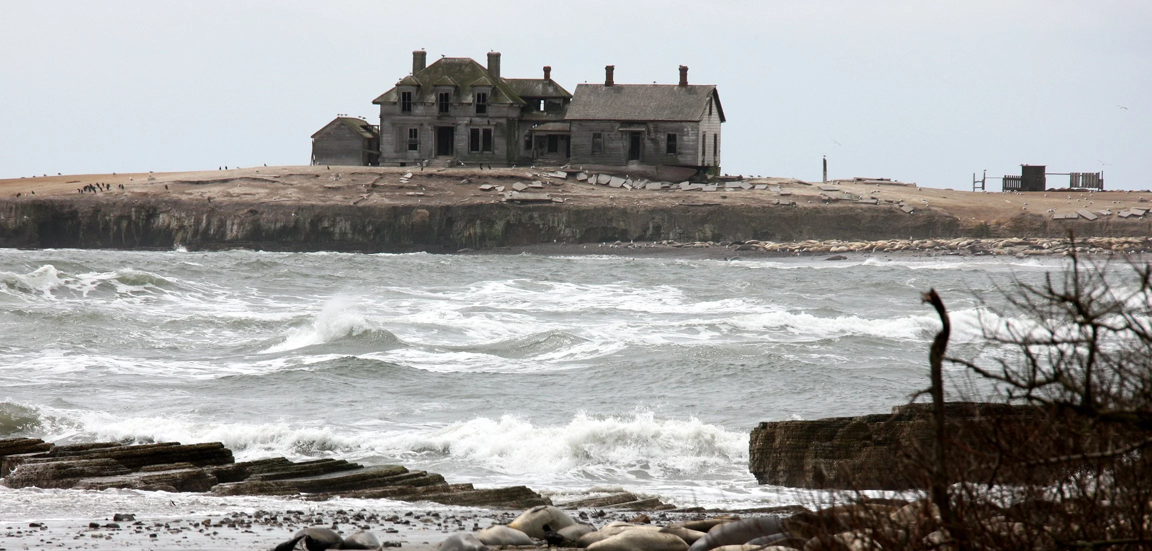 ANO NUEVO SPECIAL RESERVE CALIFORNIA - SPRING ROAD TRIP 2010.JPG