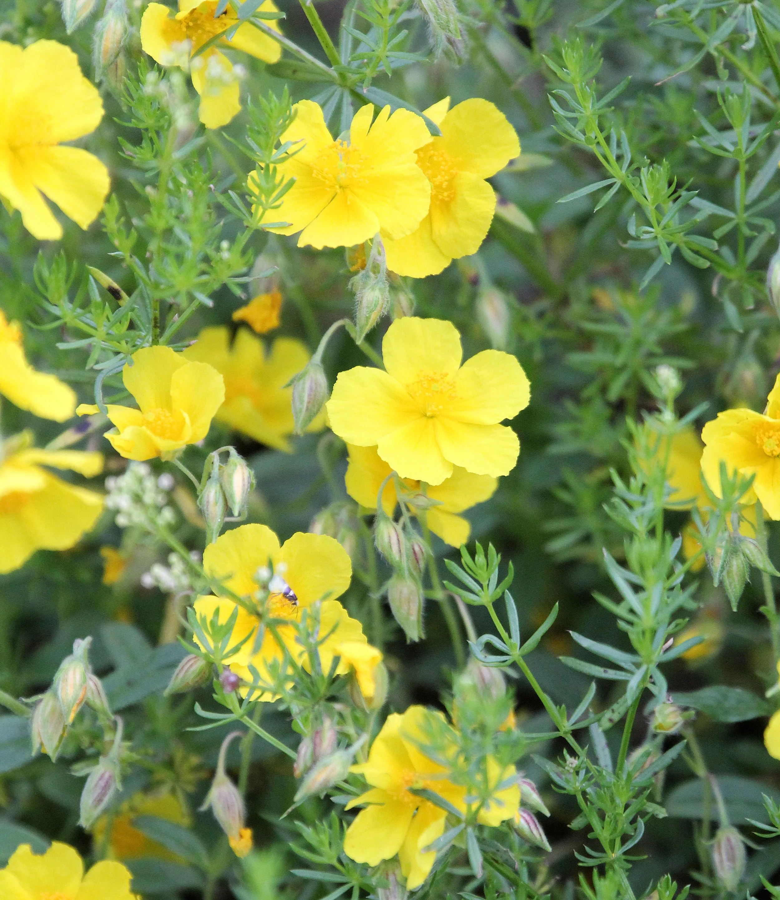 VERCORS NATIONAL PARK FRANCE (15).JPG
