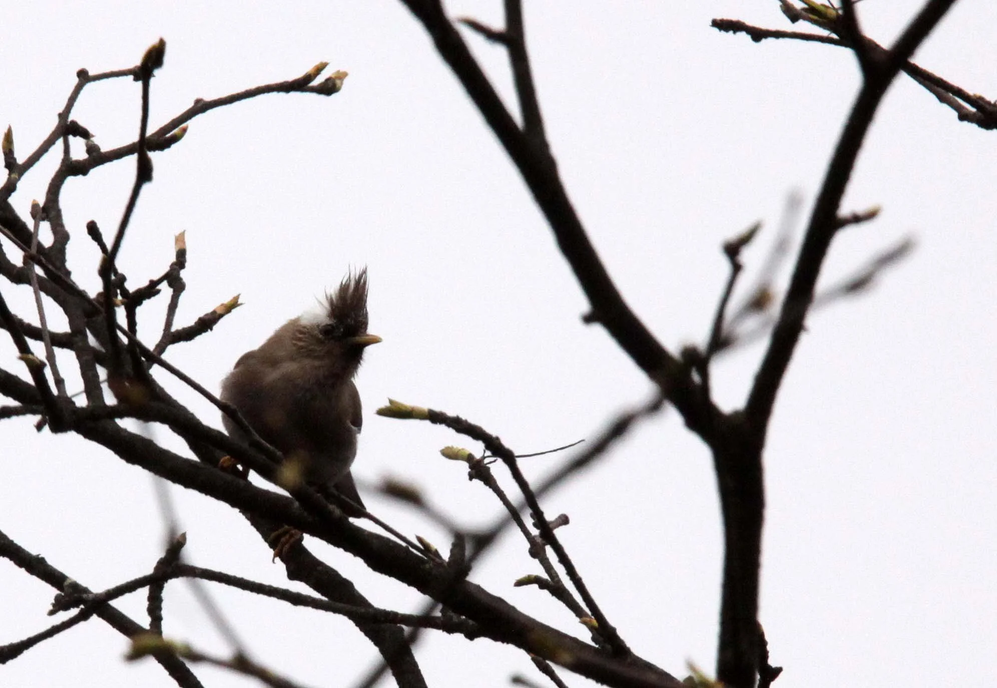 White-collared Yuhina (Parayuhina diademata) Wawu Shan Geopark, Shichuan China (1).JPG