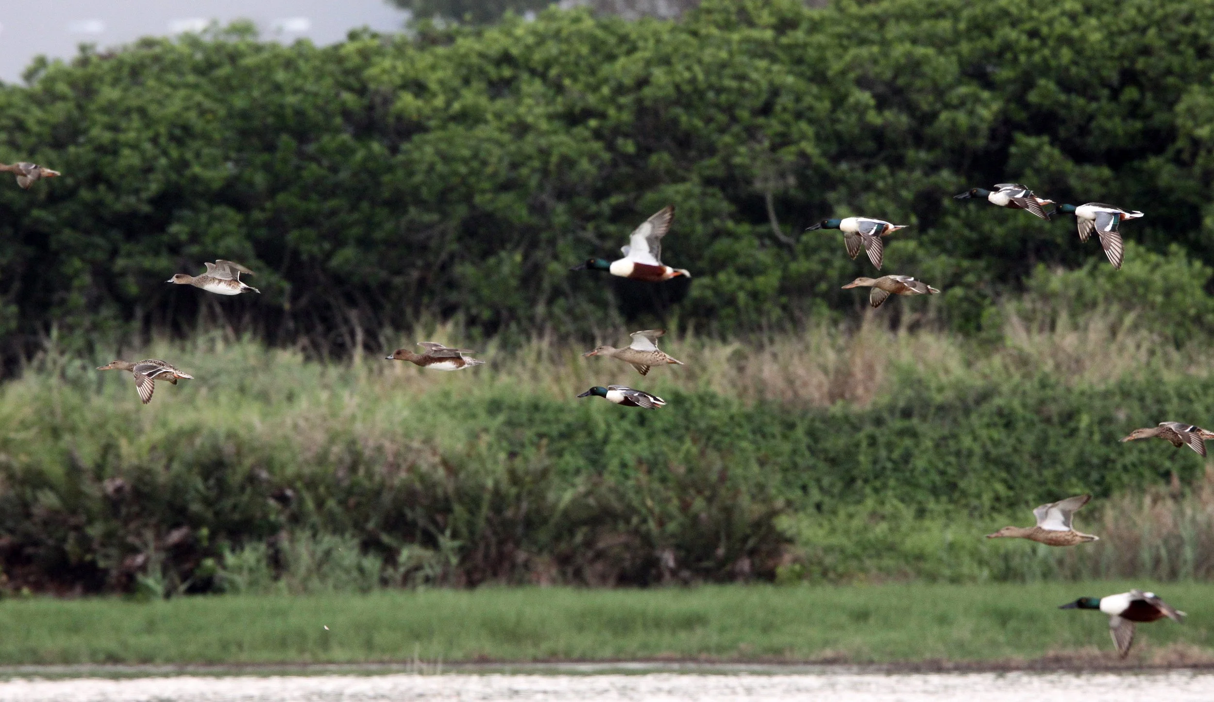SHOVELER - NORTHERN SHOVELER - Spatula clypeata - MAI PO WETLANDS HONG KONG (14).JPG