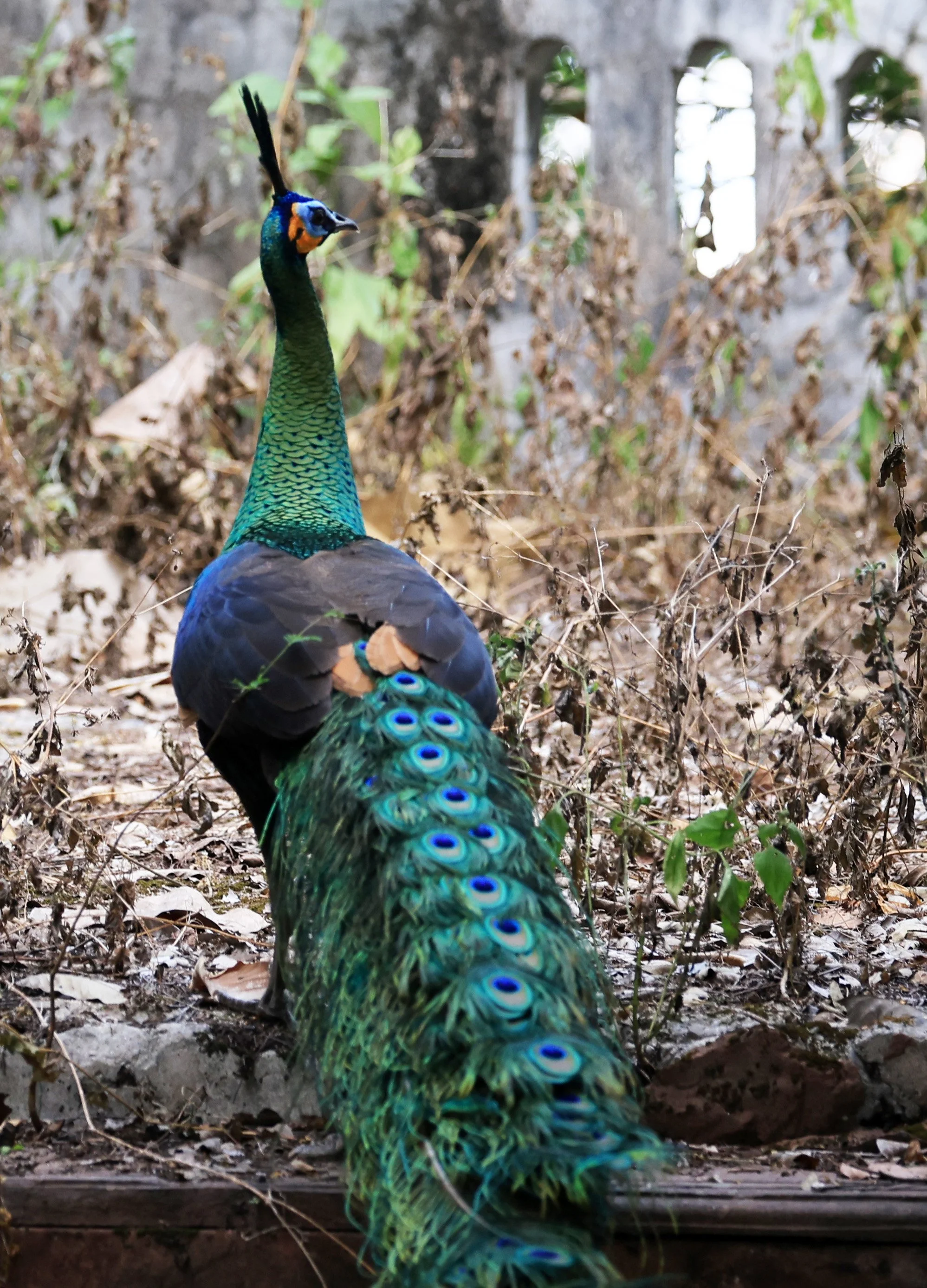 Green Peafowl (Pavo muticus) Doi Butsarakham Phayao Province (5).jpg