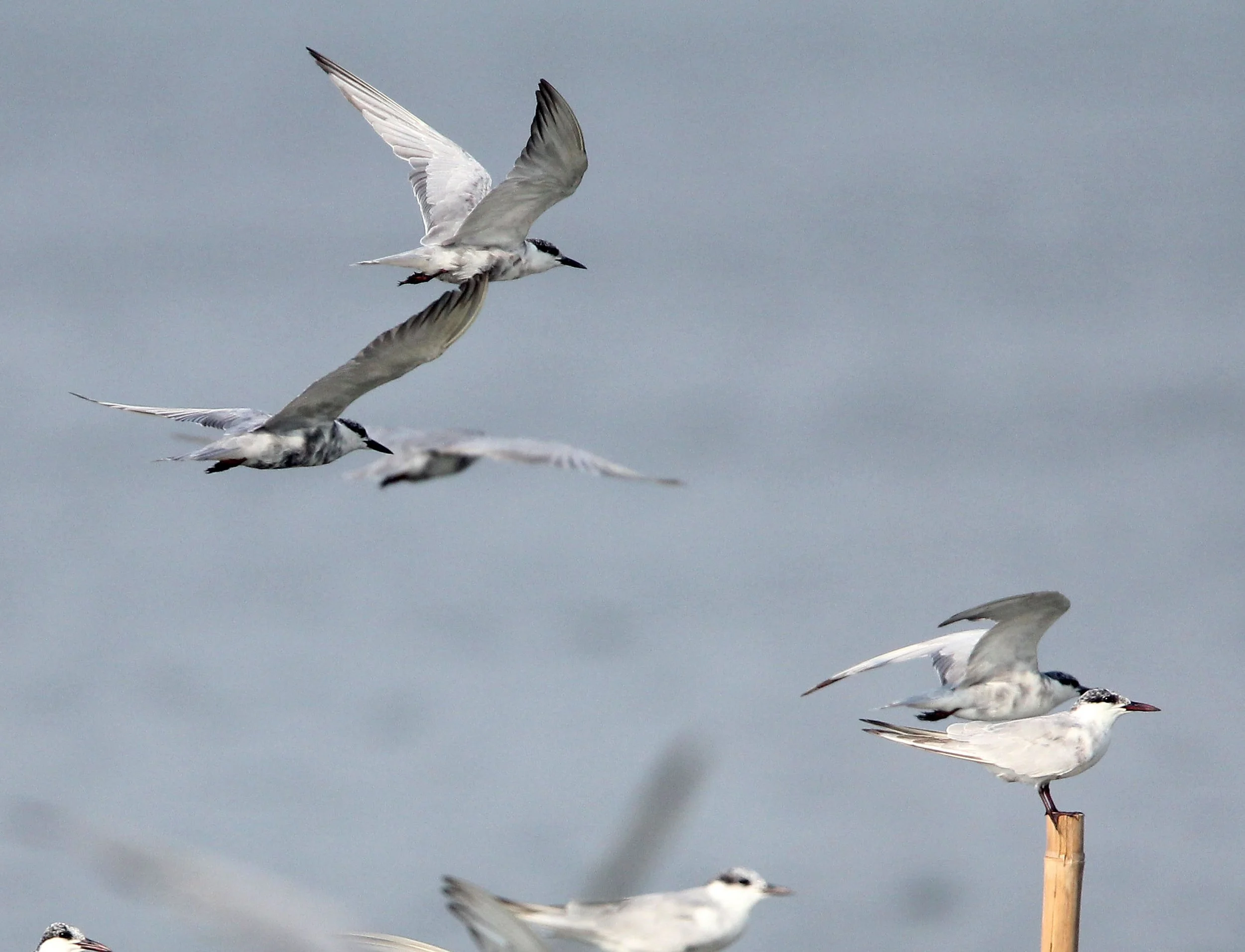 TERN - WHISKERED & CRESTED - Chlidonia hybridus - Sterna bergii - BAN PAK KHLONG PRAMONG ESS WHALE TRIP (17).JPG