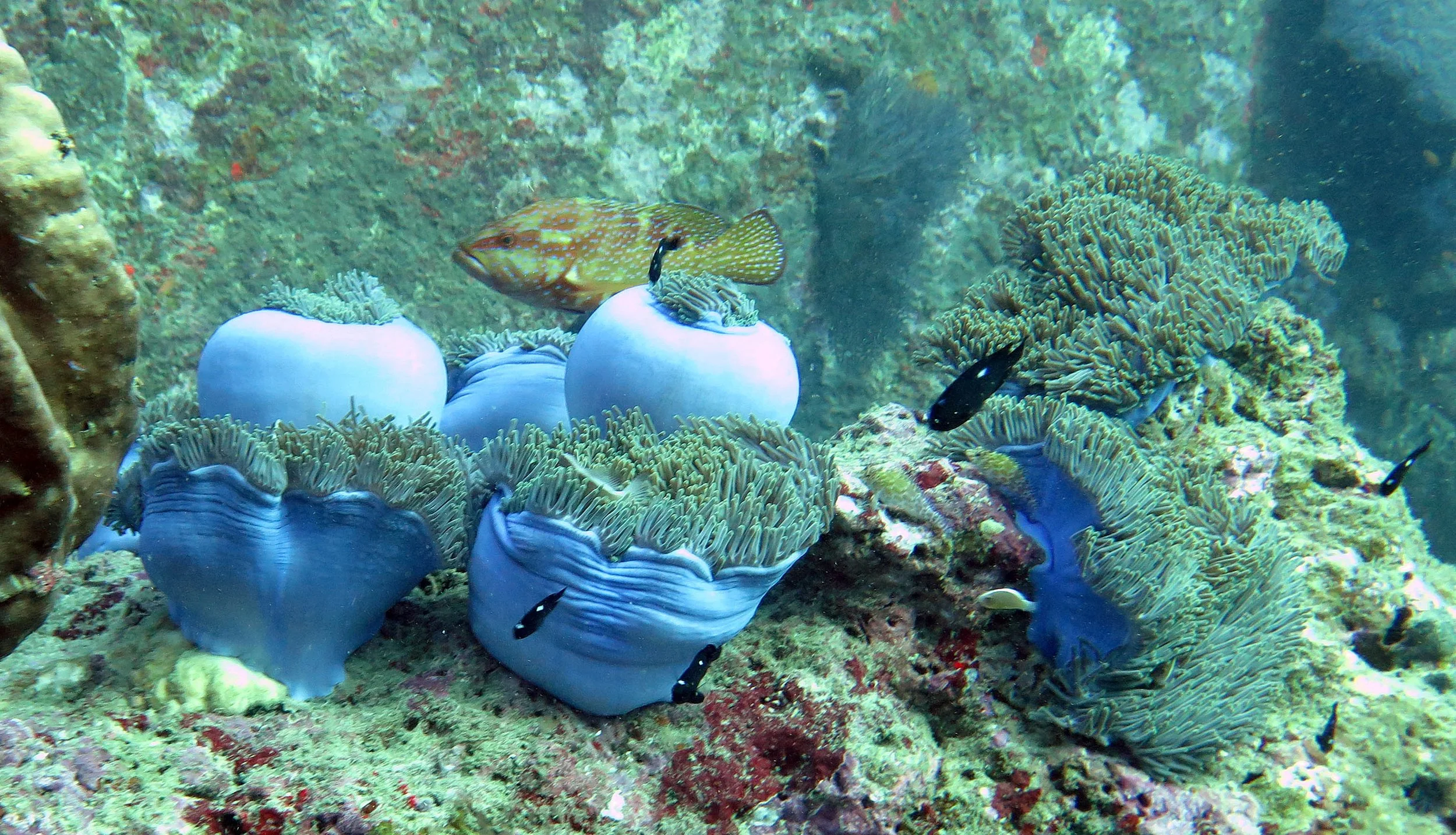 2014 Similan Islands Marine Park Thailand ISB Dive Trip (21).JPG