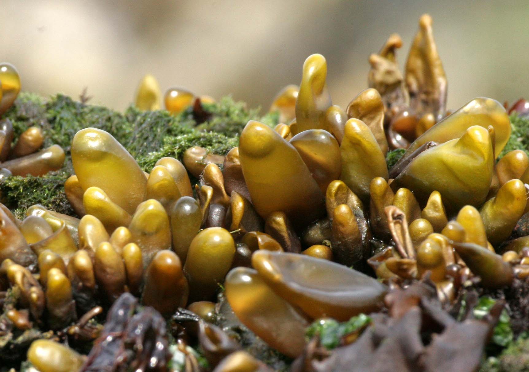 Sea Sac (Haloscaccion glandiforme)