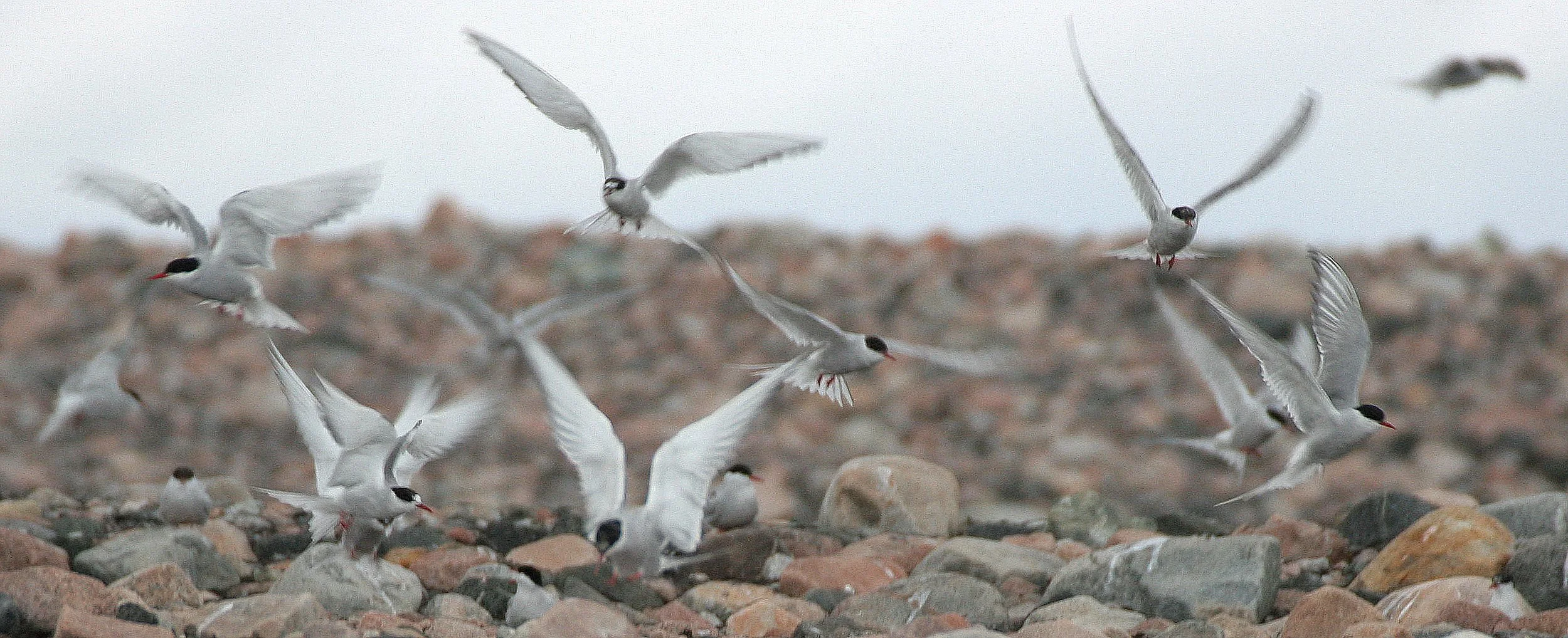 BIRD - TERN - ARCTIC TERN - SVALBARD (36).jpg