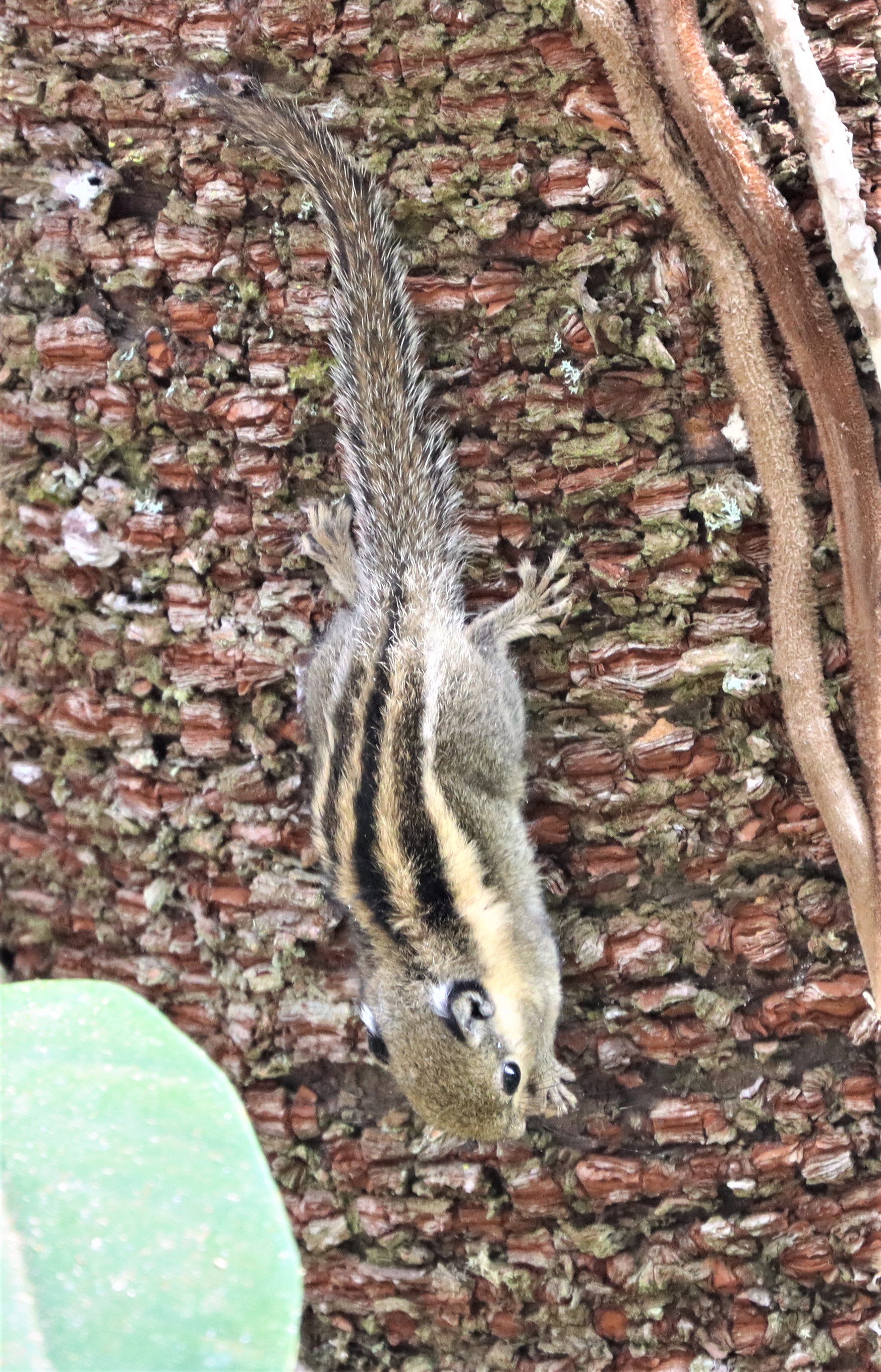 Tamiops mcclellandii - WESTERN OPR HIMALYAN STRIPED SQUIRREL - DOI INTHANON LOWER ELEVATIONS (7).jpg