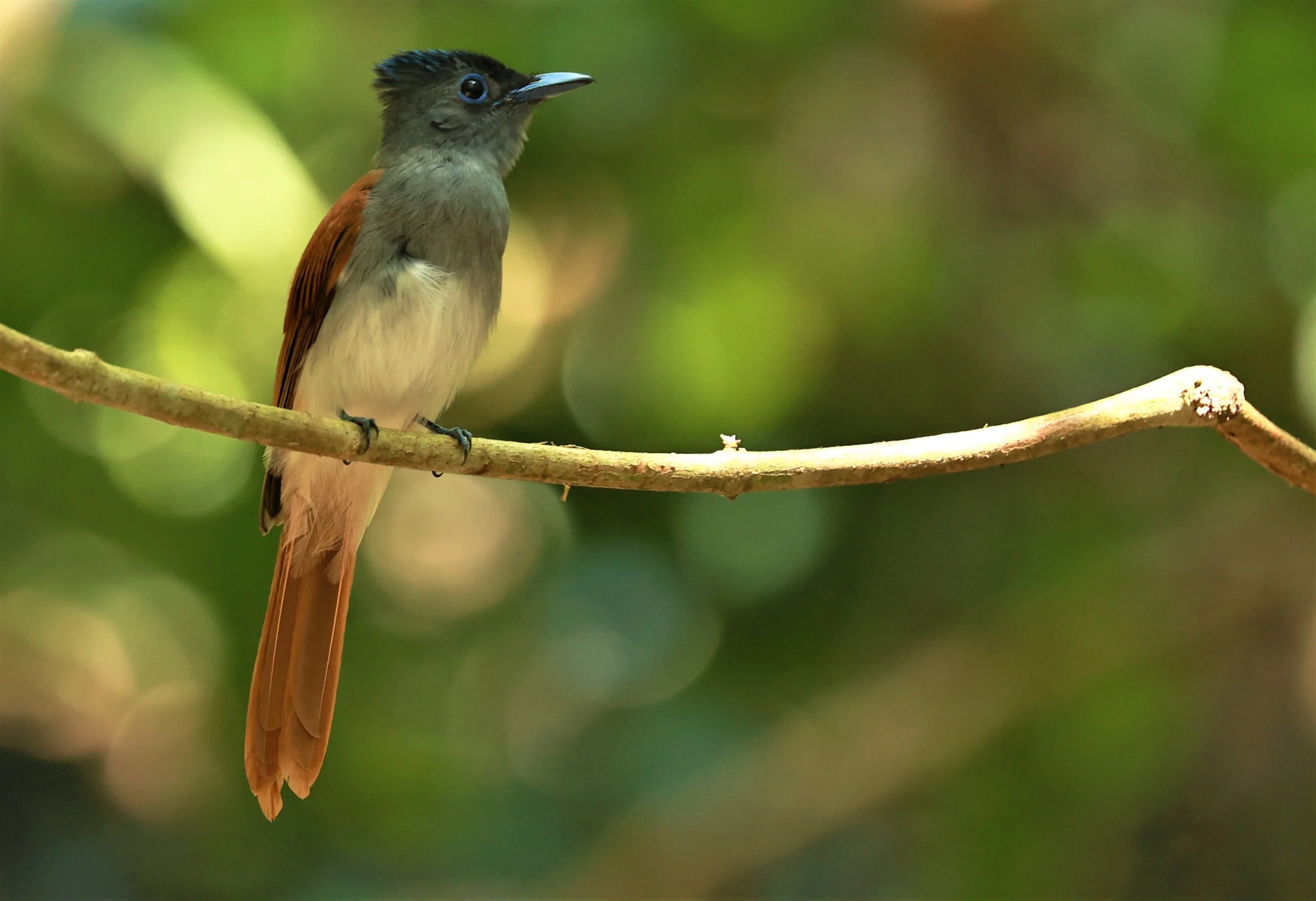 PARADISE-FLYCATCHER - BLYTH'S PARADISE-FLYCATCHER - Terpsiphone affinis - KRUNG CHING, KHAO LUANG NATIONAL PARK, THAILAND APRIL 2023 (85).jpg