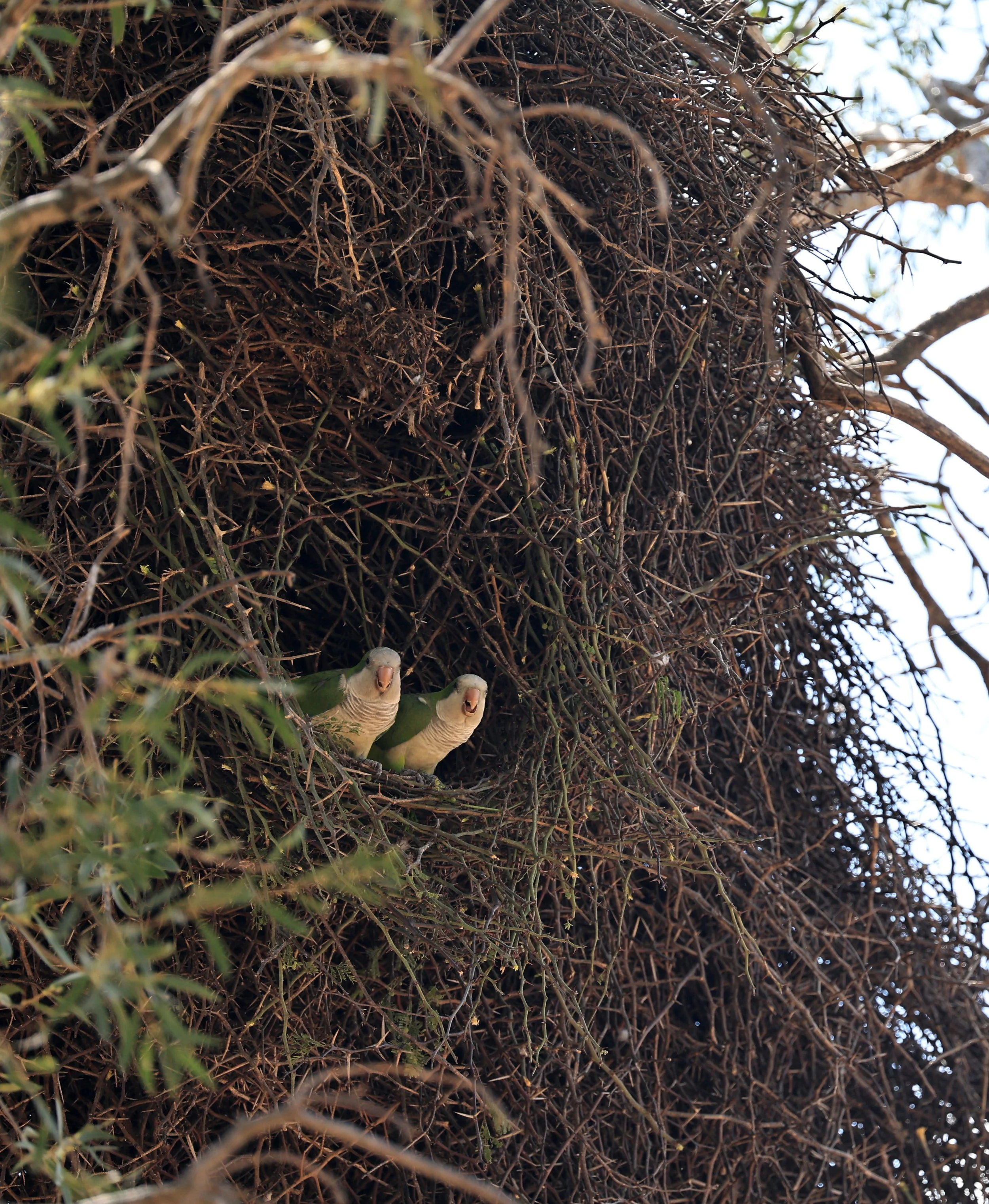 Monk Parakeet (Myiopsitta monachus) Fortin Toledo Paraguay (7).jpg