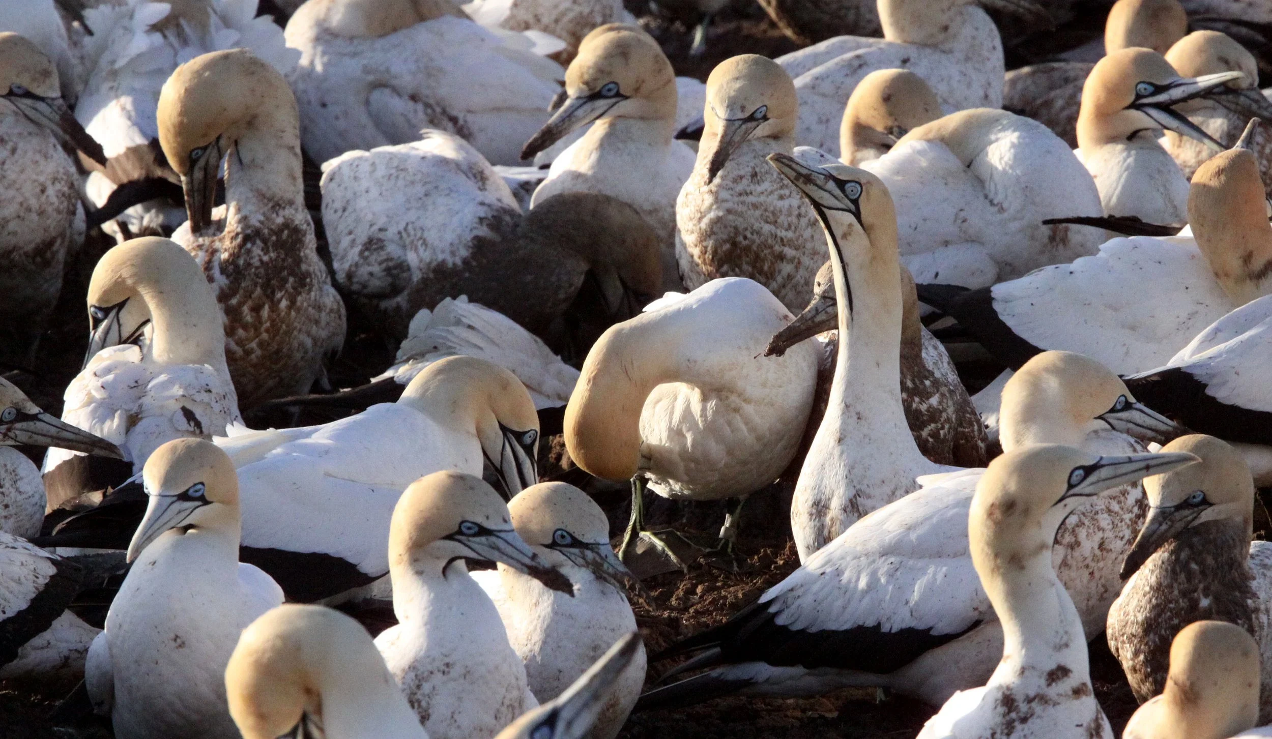Cape gannet (Morus capensis) Lambert's Bay South Africa (10).JPG