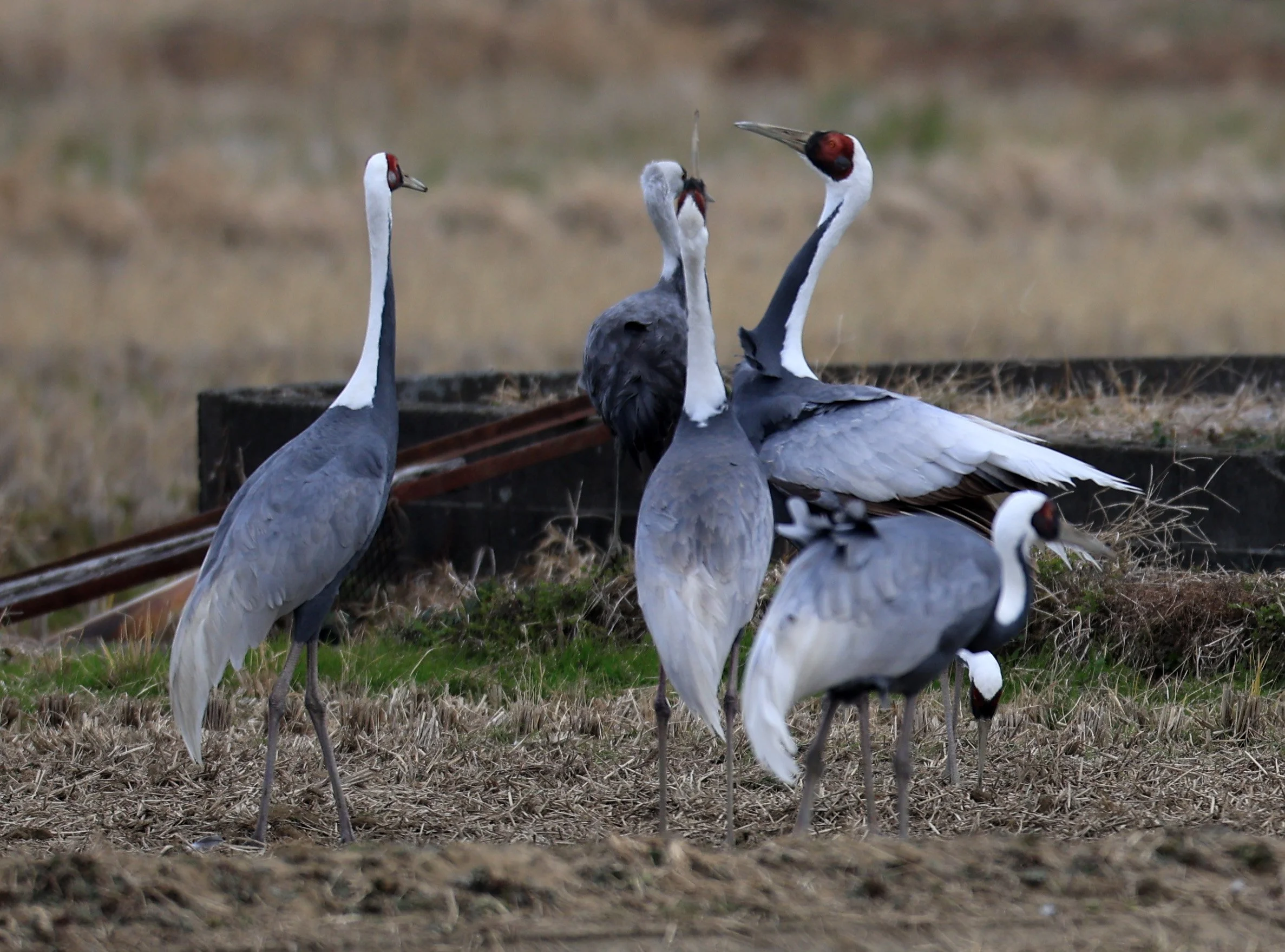 White-naped Crane (Antigone vipio) Izumi Crane Park & Center, Izumi Kagoshima Kyushu Japan (398).jpg