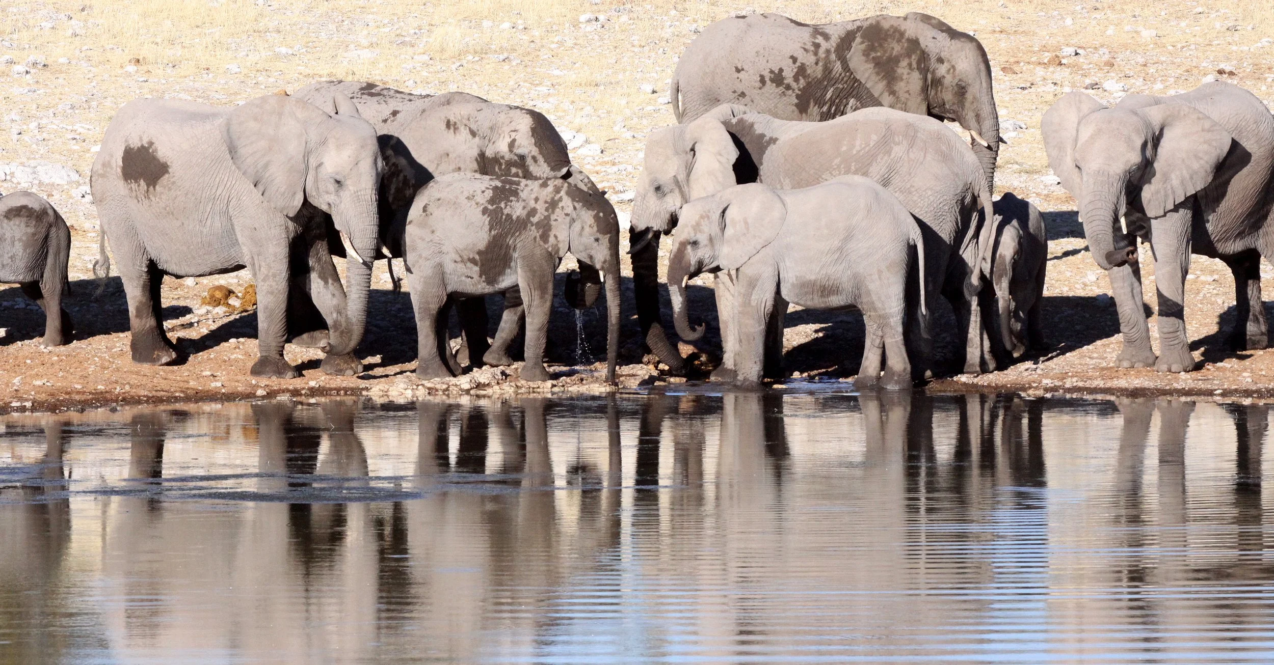 ELEPHANT - AFRICAN ELEPHANT - ETOSHA NATIONAL PARK NAMIBIA (20).JPG