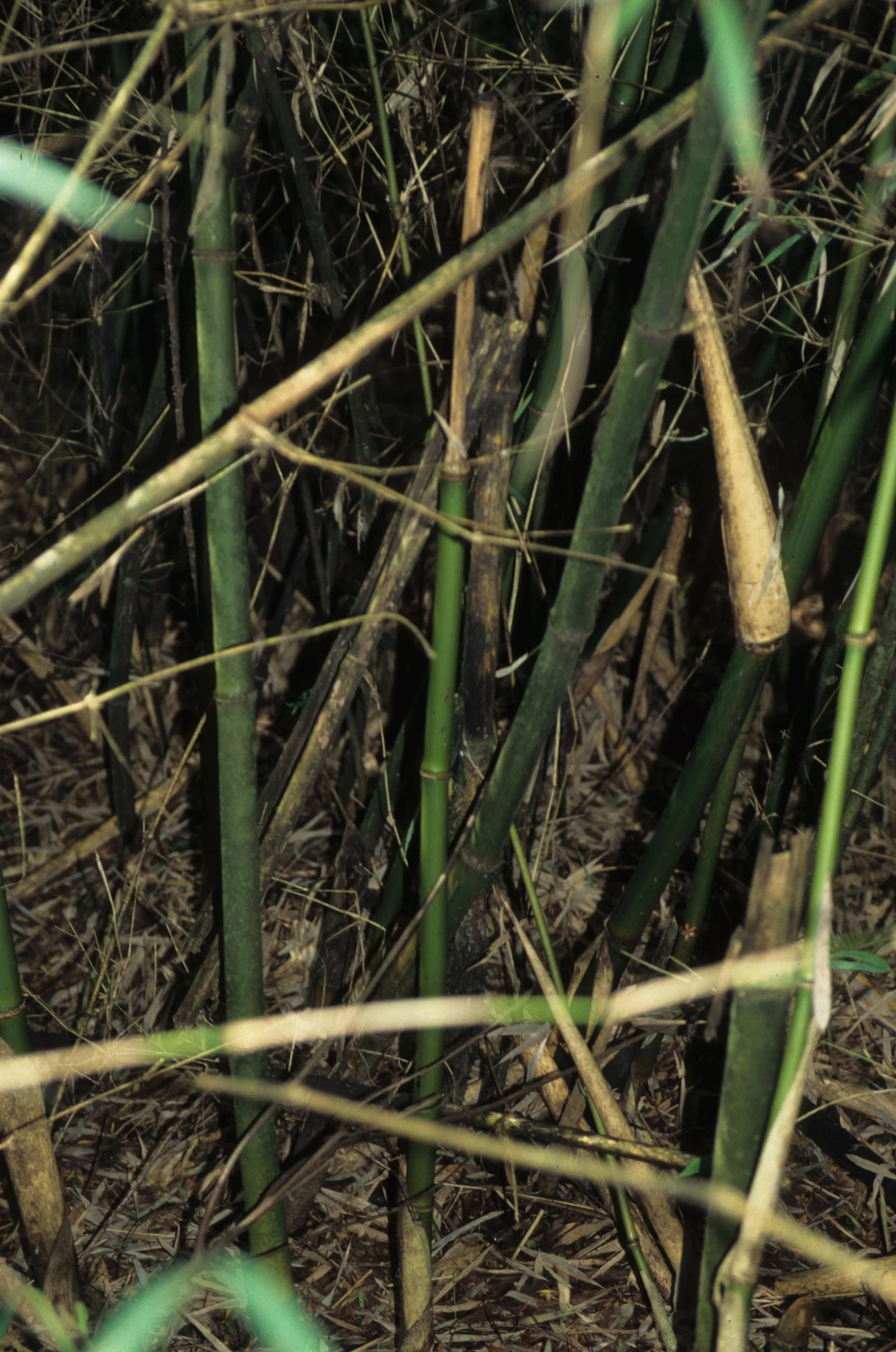 UGANDA - SWAMP - BAMBOO SPECIES.jpg