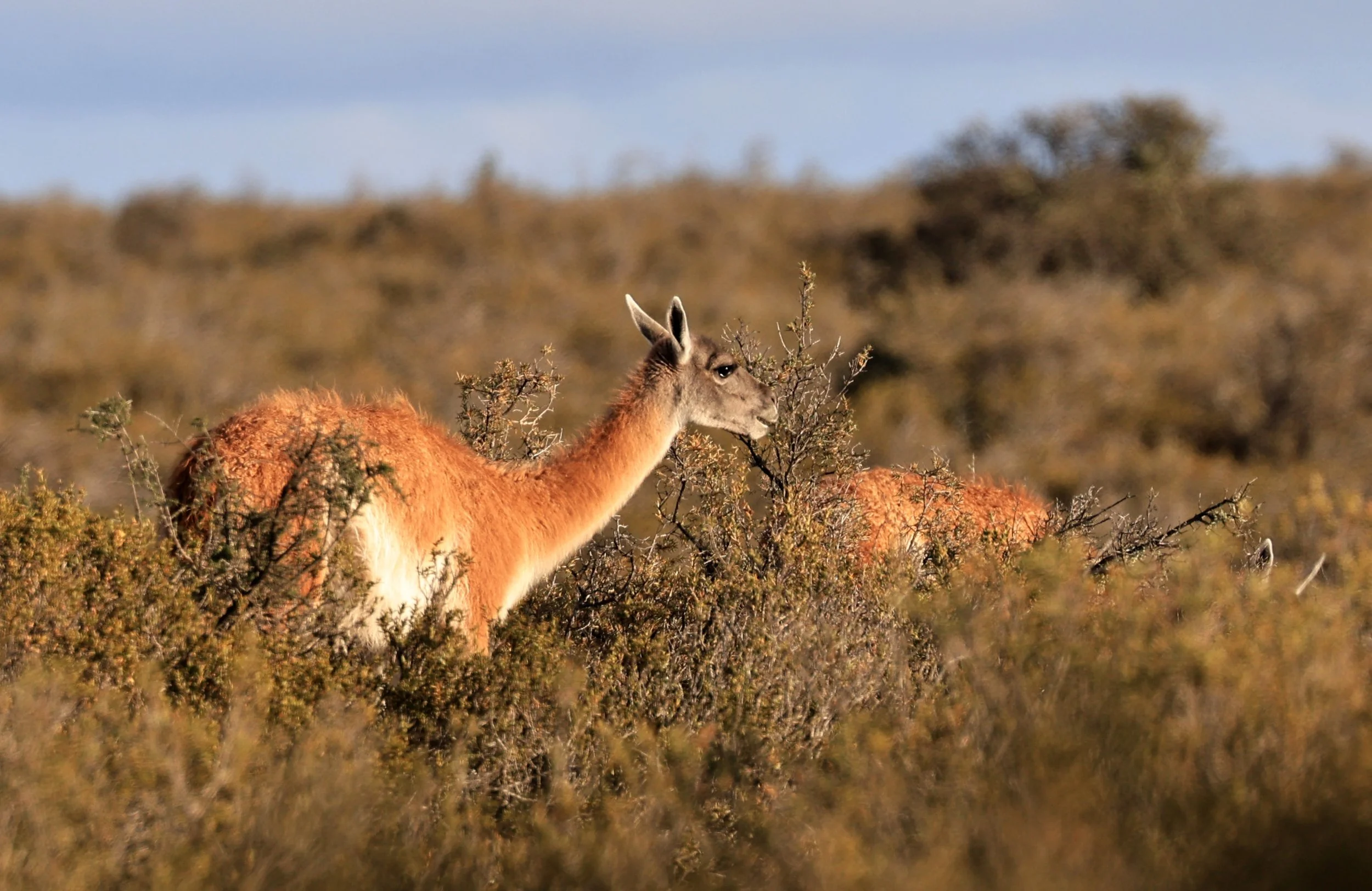 Guanaco (Lama guanicoe) Valdes Peninsula, Chubut Province, Argentina