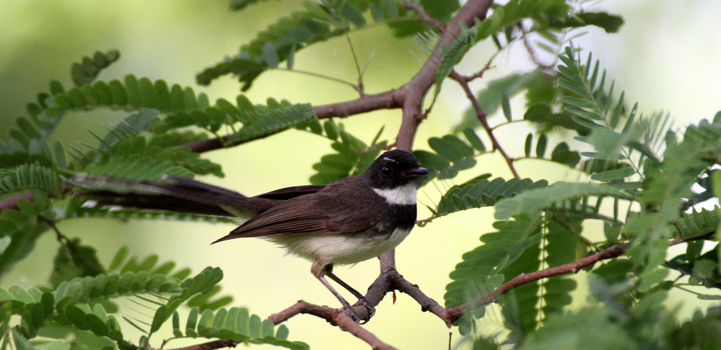 FANTAIL - PIED FANTAIL - Rhipidura javanica - LUMPINI PARK THAILAND.JPG