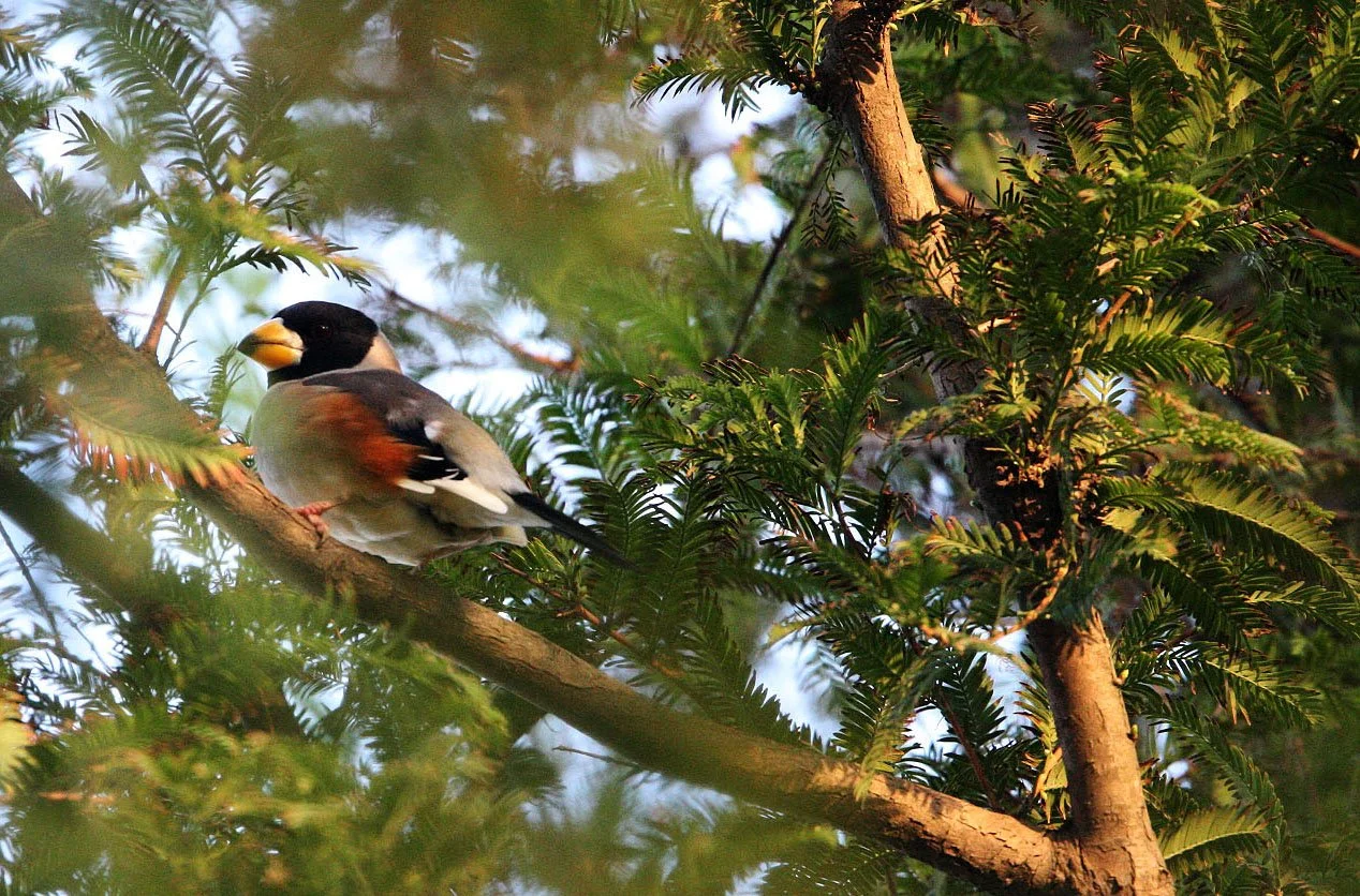 Chinese Grosbeak (Eophona migratoria) Nankou Rudong China (9).JPG