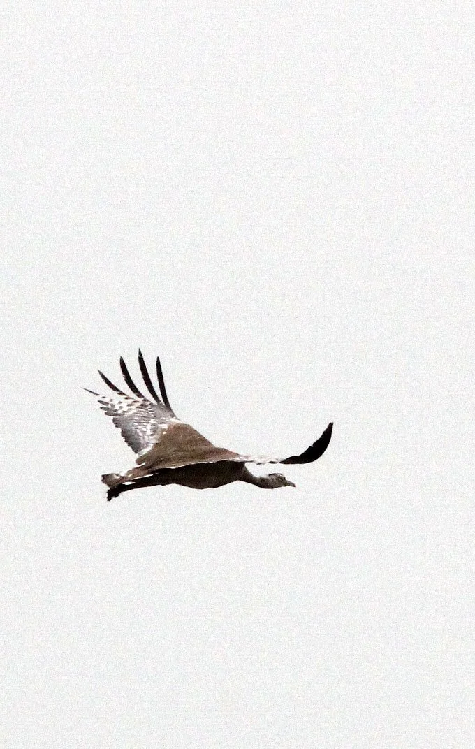Arabian bustard (Ardeotis arabs) Ali Dege Plains, Ethiopia (18).JPG