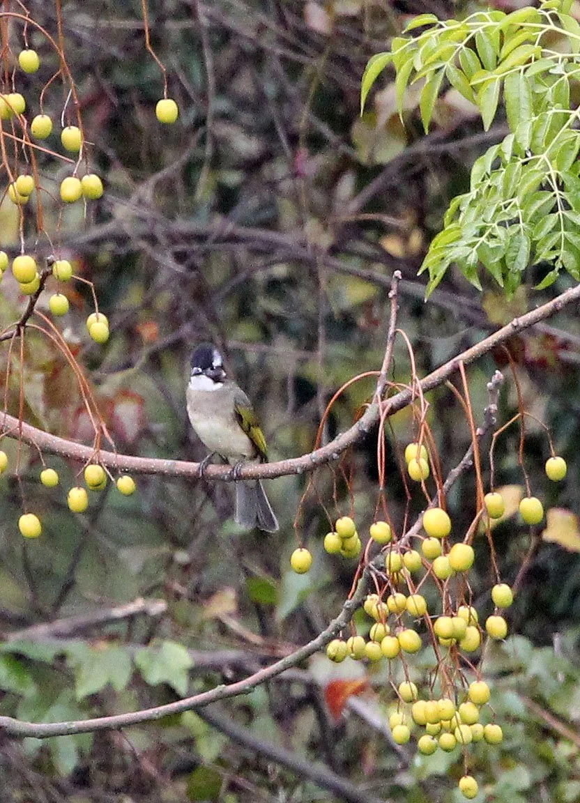 BULBUL - CHINESE BULBUL - Pycnonotus sinensis - POYANG LAKE JIANGXI PROVINCE CHINA (9).JPG