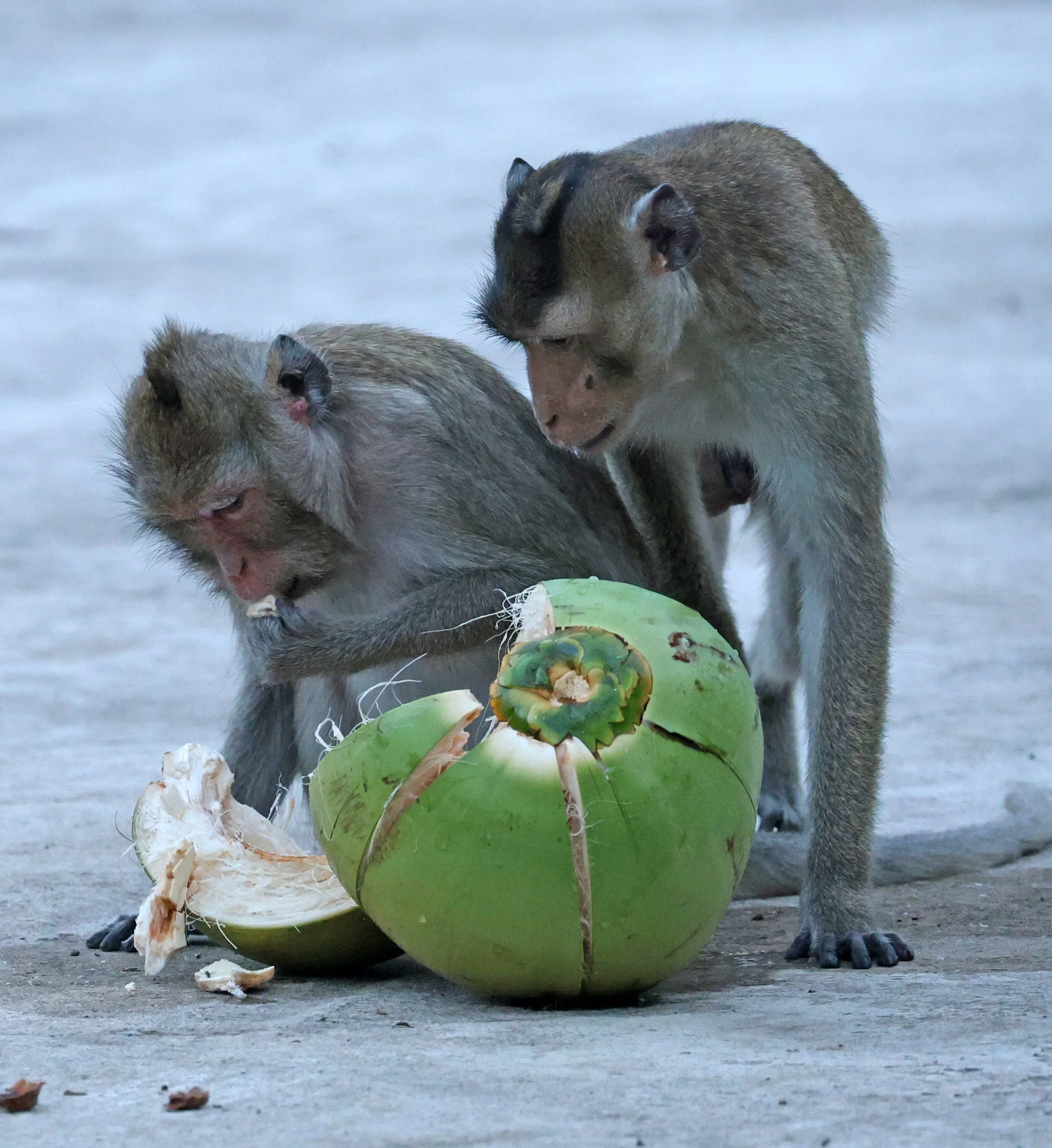 Long-tailed Macaque (Macaca fascicularis) Wat Ku Phra Kona - Roi Et (8).jpg
