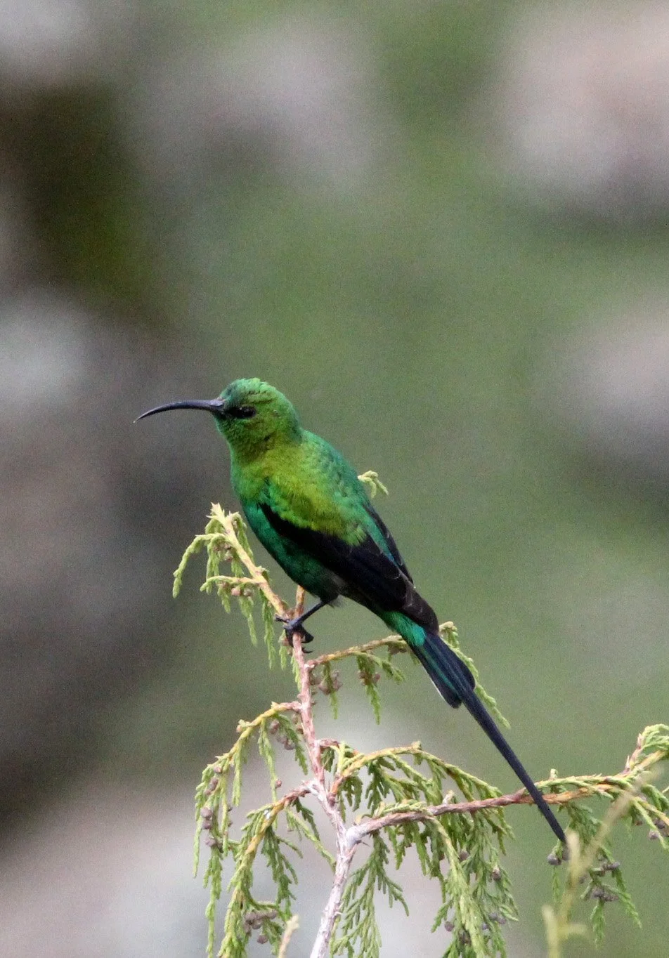 BIRD - SUNBIRD - MALACHITE SUNBIRD - BALE MOUNTAINS NATIONAL PARK ETHIOPIA (6).JPG