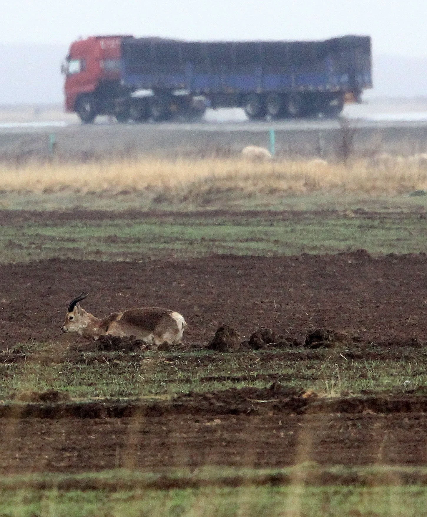 GAZELLE - PRZEWALSKI'S GAZELLE - Procapra przewalskii - QINGHAI LAKE CHINA (2).JPG
